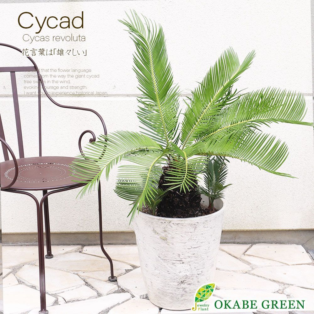 ソテツ大株 緑色 羽状葉 白色鉢 ソテツ大株 緑色 羽状葉 白色鉢