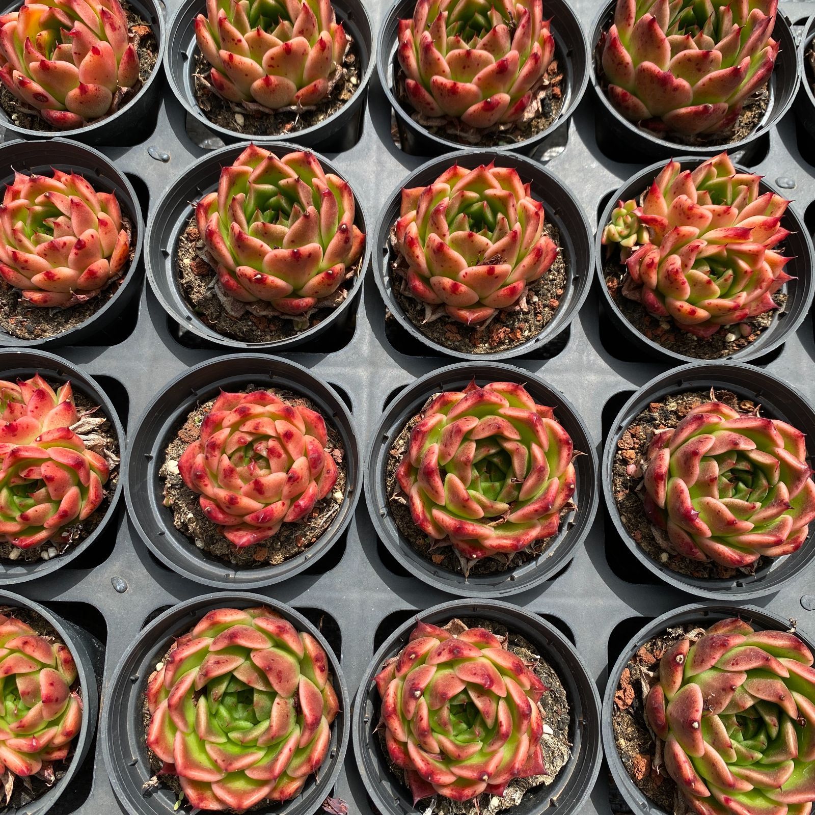 LB1341×50 ゲン エリザベス 抜き苗 多肉植物 アエオニウム エケベリア 韓国苗 YUZUMIYA_COM