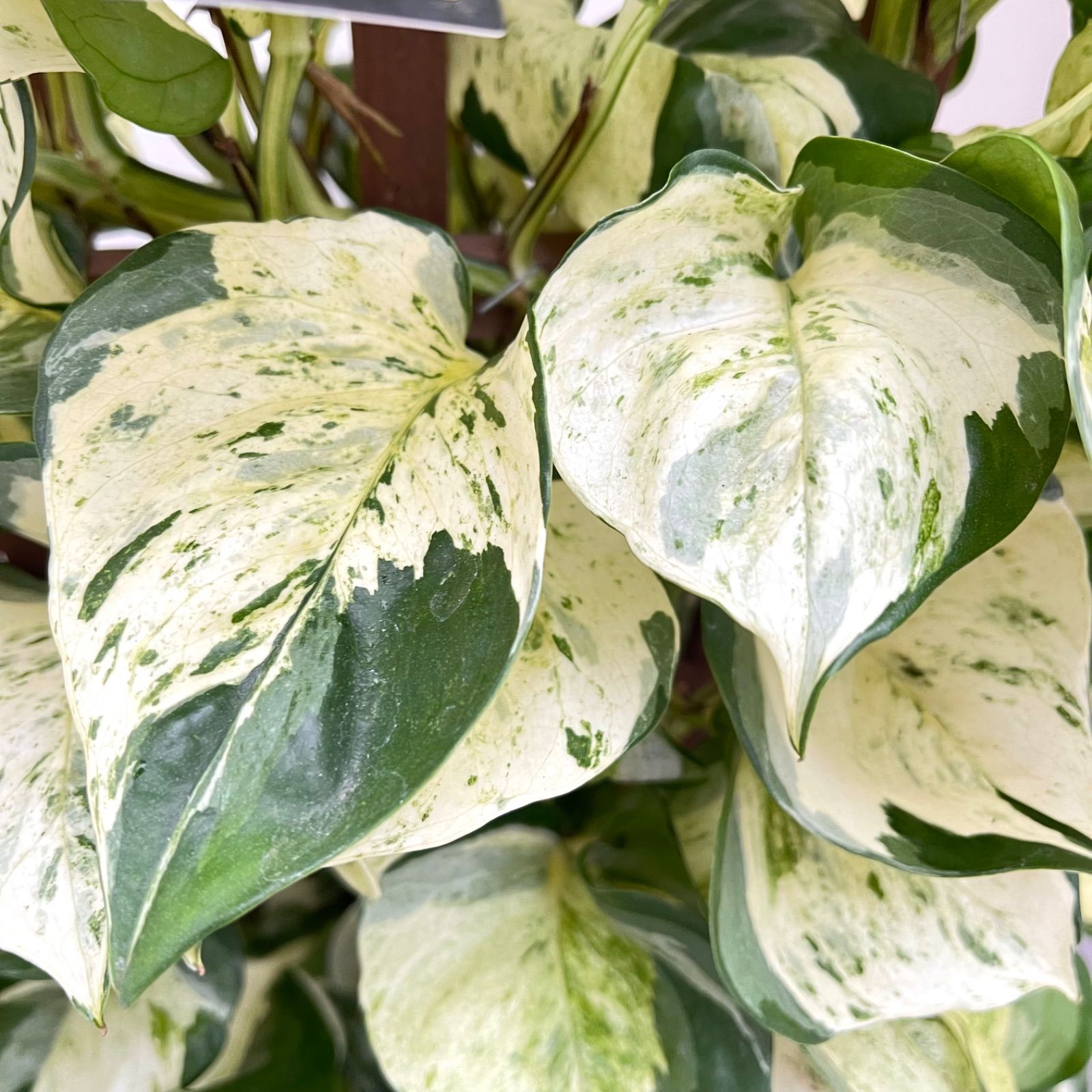 ポトス ステータス 2【現品】☆希少☆ 観葉植物 室内 7号 7号 鉢