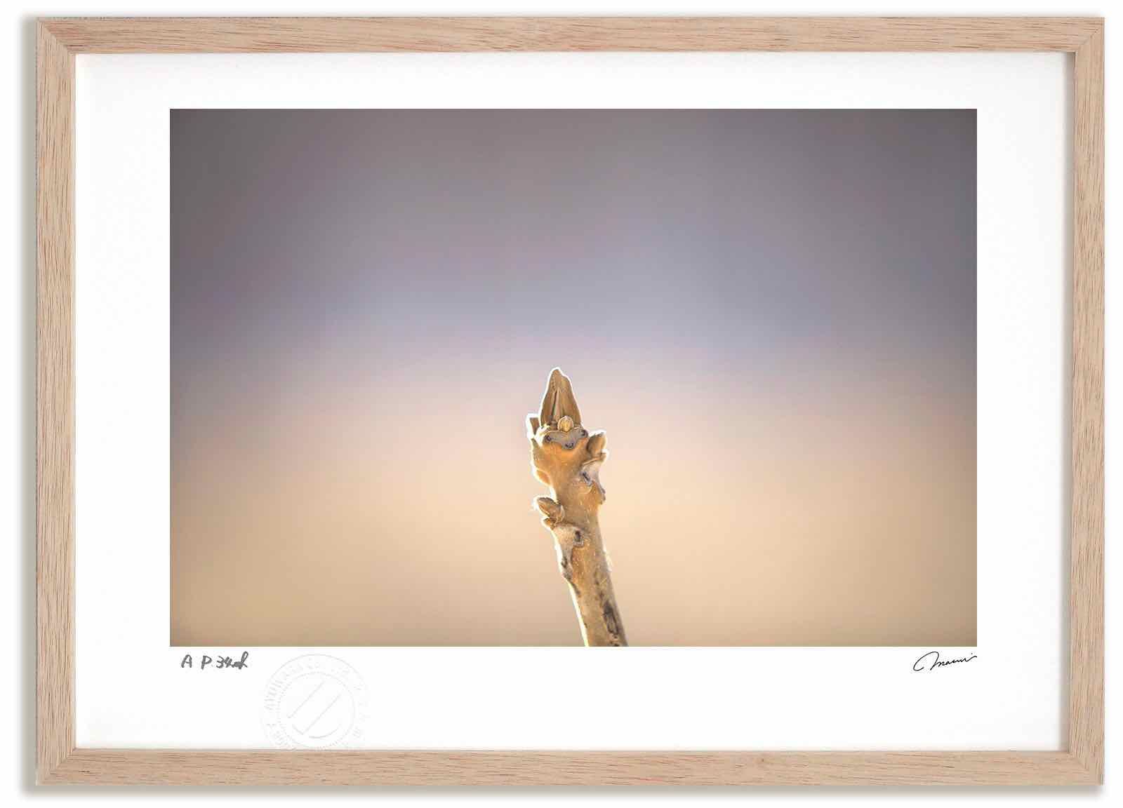 アートフォト 絵画 クルミの冬芽3 高橋真澄|インテリア 額入り 額装込 風景画 油絵 ポスター アート アートパネル リビング 玄関 プレゼント モダン アートフレーム 飾る Mサイズ おしゃれ 壁掛け 絵