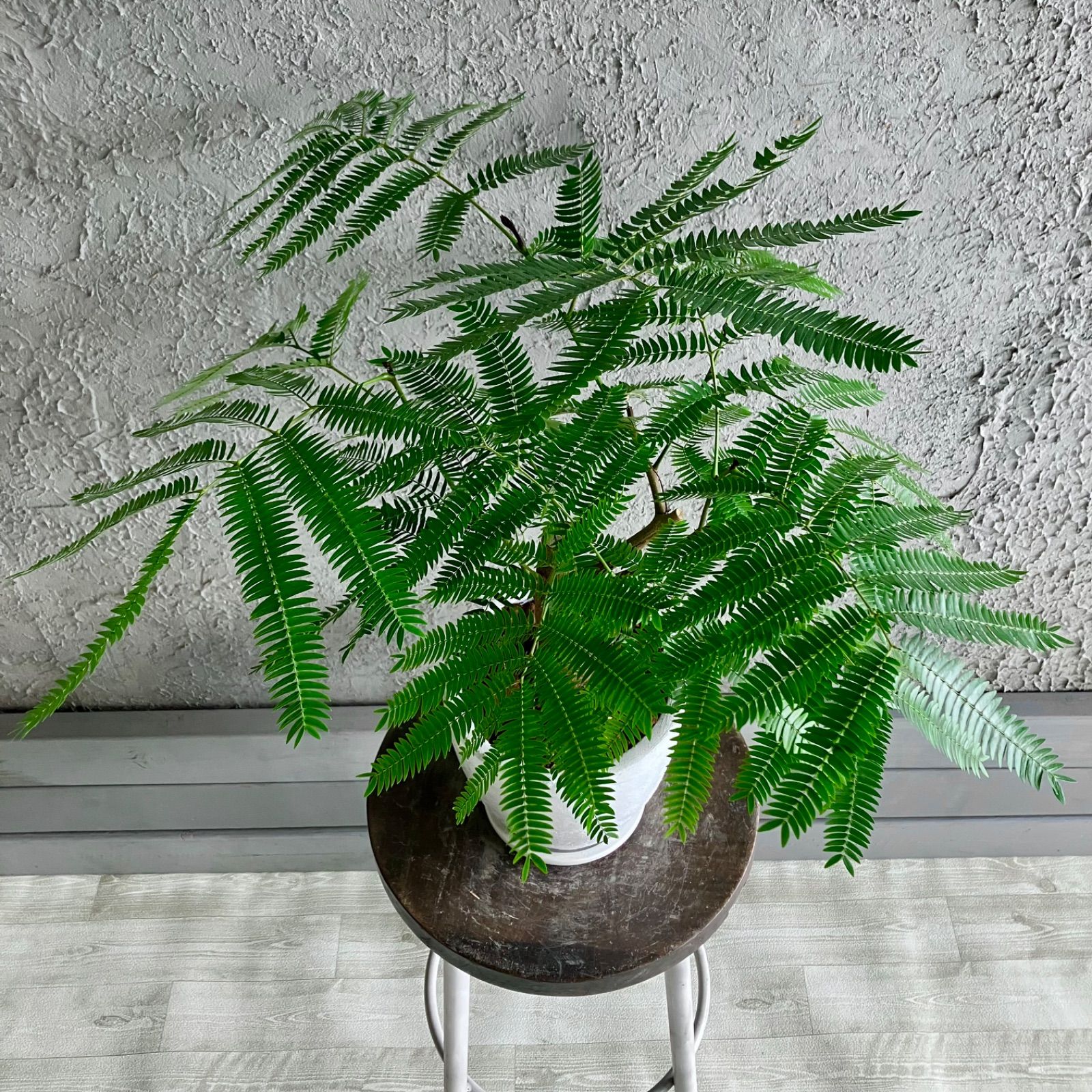 美形 幹太 エバーフレッシュ 6号 テラコッタ鉢植え ホワイト 受け皿