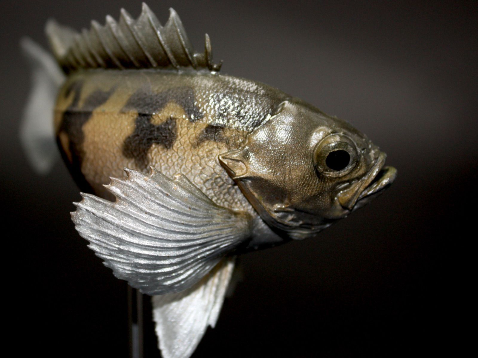メバル(白) フィギュア　良型サイズ　メバリング　アジング　ワーム　ジグヘッド メバル(白) フィギュア 魚剥製 剥製 レプリカ メバリング