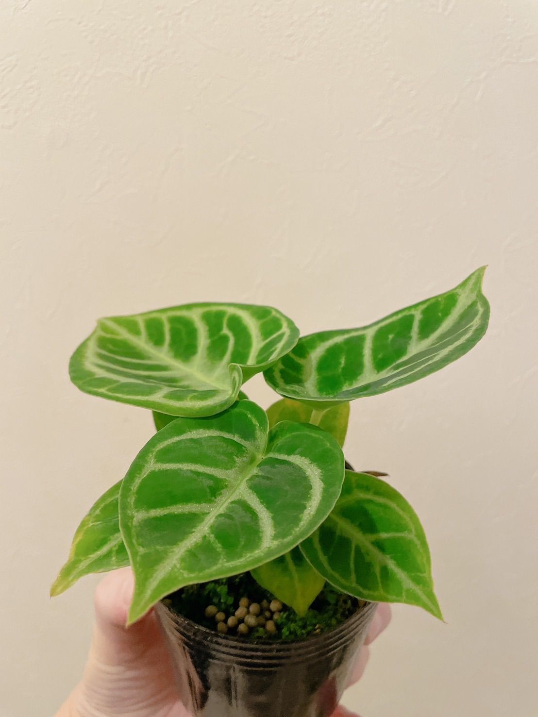 大株　フィロデンドロン　ジョーピー　７号 大株 フィロデンドロン ジョーピー 7号