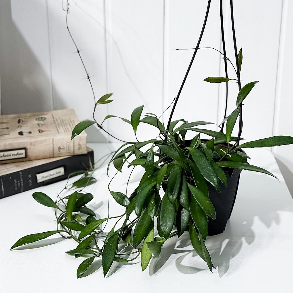 Hoya priktai ホヤ 吊り鉢 ホヤ：パラシティカ ブラックエッジ 4号吊り鉢 の通販 | 園芸ネット