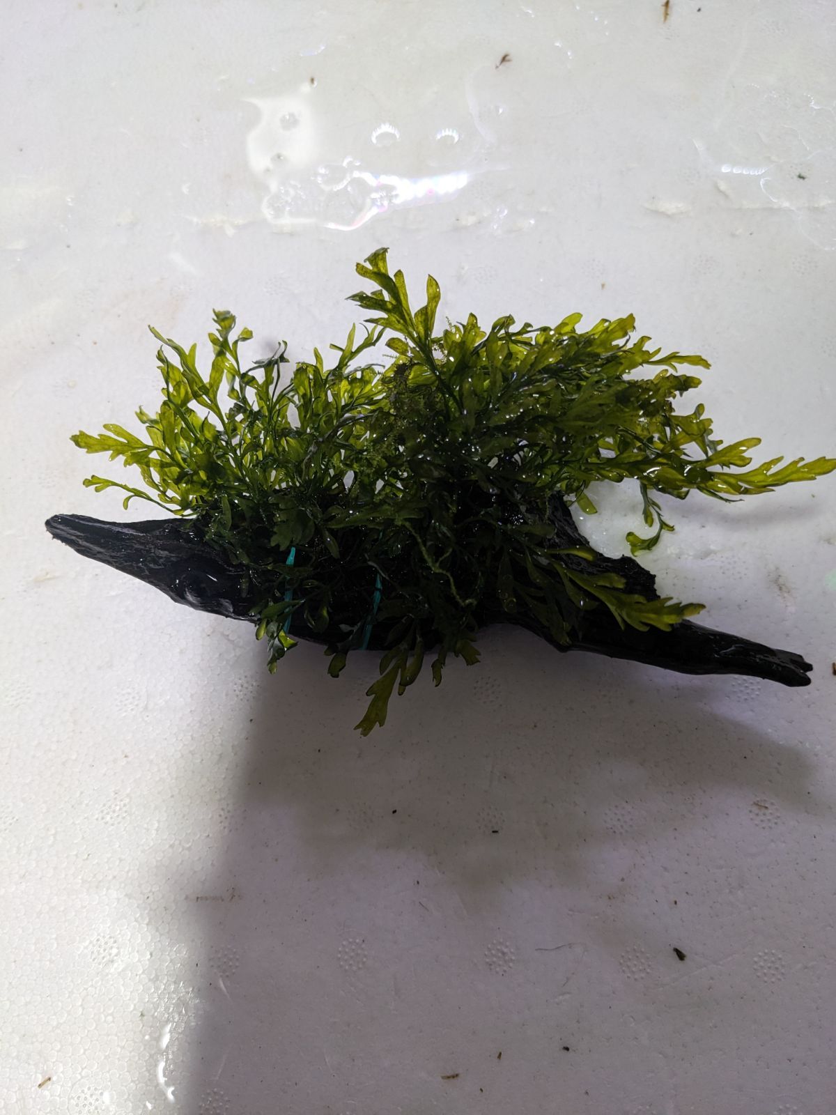 ボルビティスヒュディロティ山盛りセット ボルビティスヒュディロティ