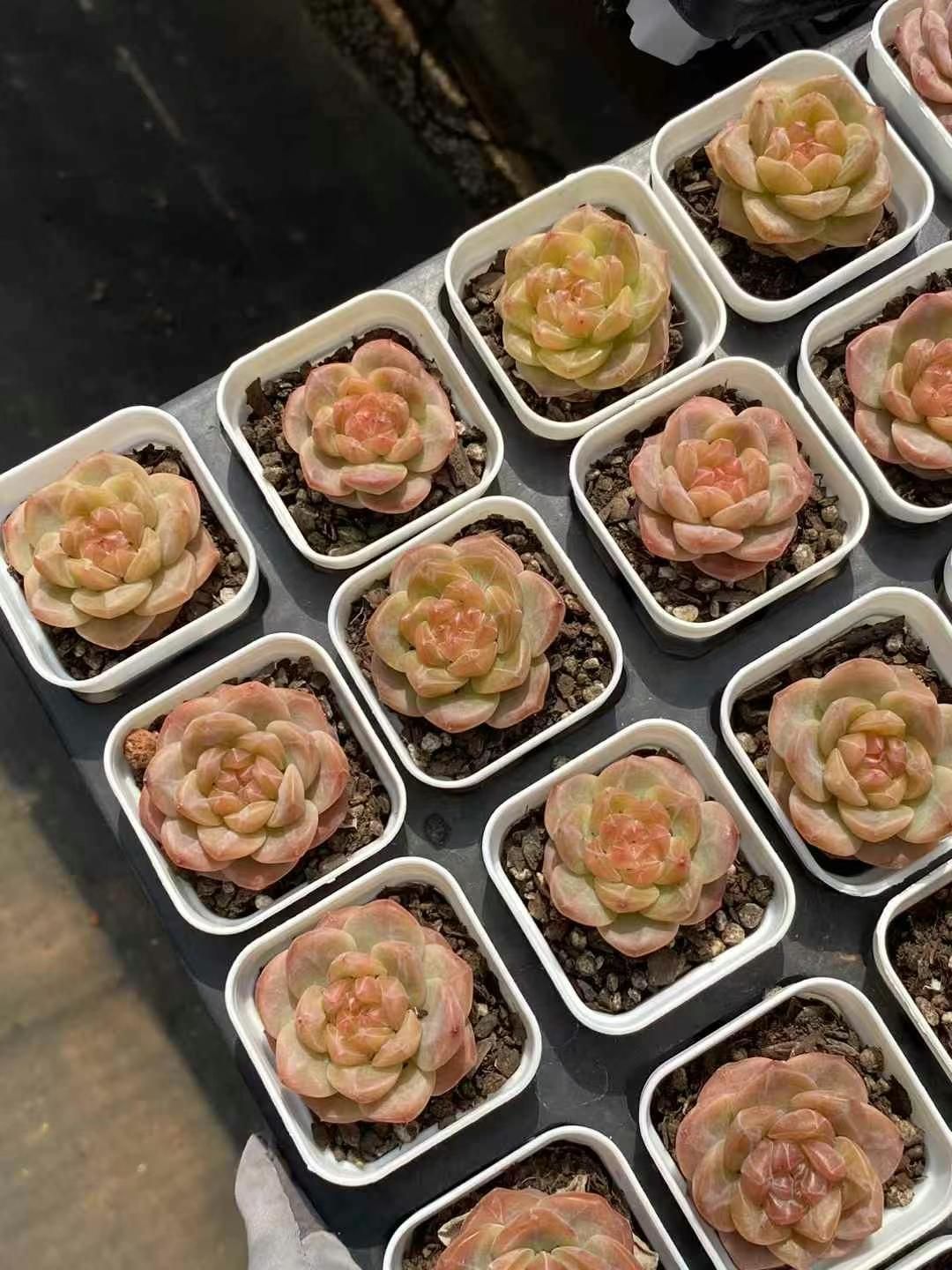 男*屋様 A1575-2 姫蓮錦 25株 抜き苗 多肉植物 エケベリア