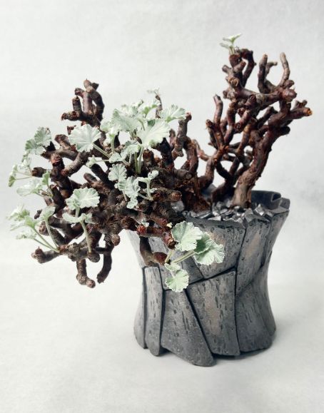 ペラルゴニウム・ミラビレ　現地球　発根済　鉢付 植物×鉢】ペラルゴニウム ミラビレ 現地球 大株 発根済み