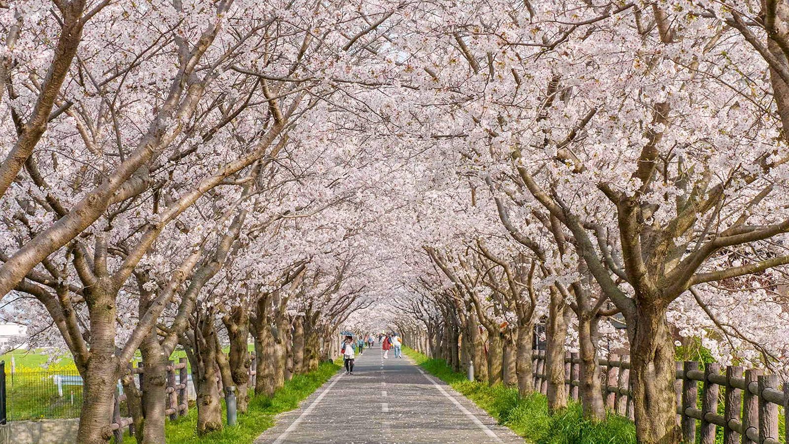 4K さくら HDR 春を彩る 華やかな桜のある風景 [Ultra HD Blu