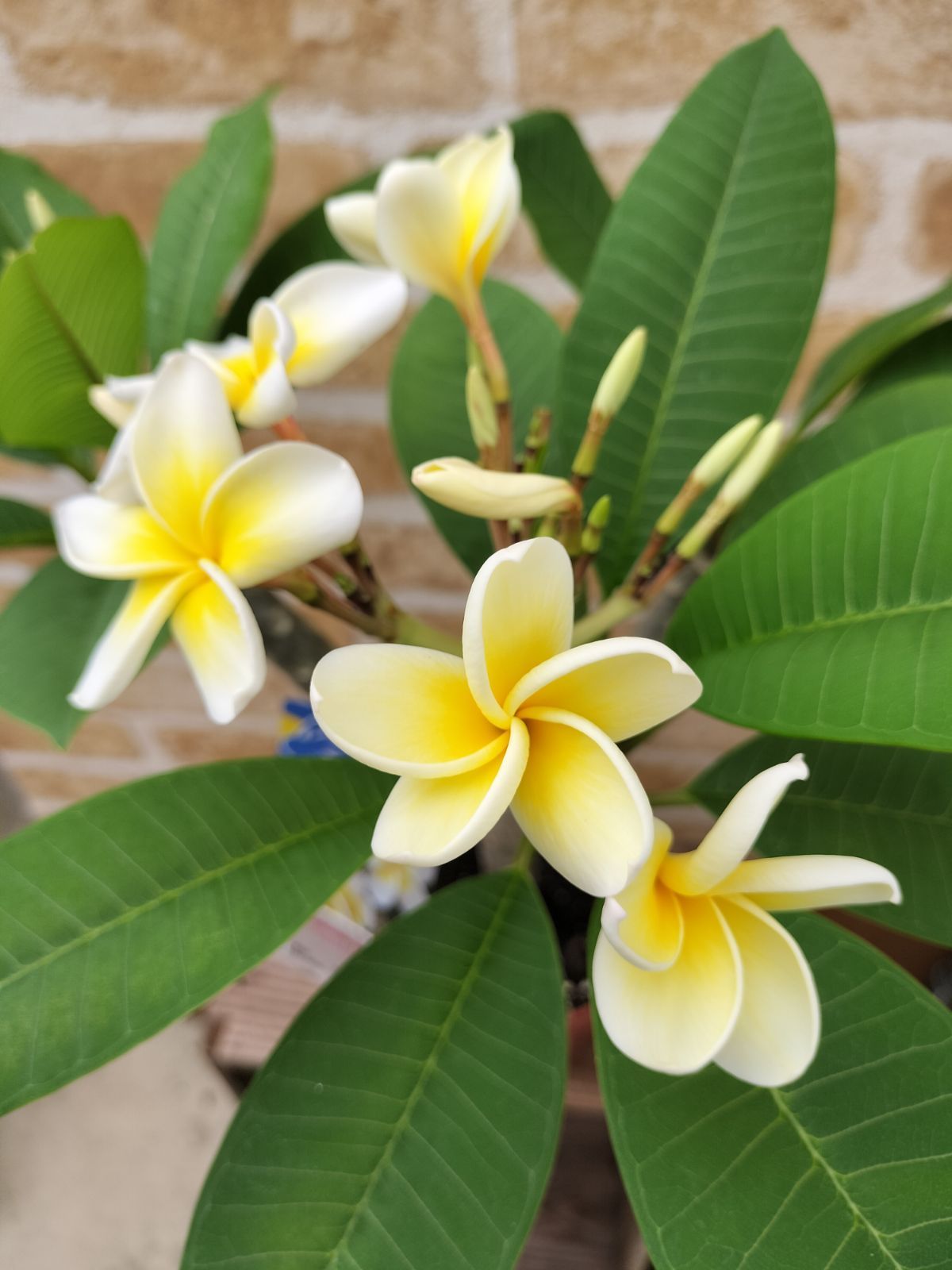 プルメリア・レモンアイス - メルカリ