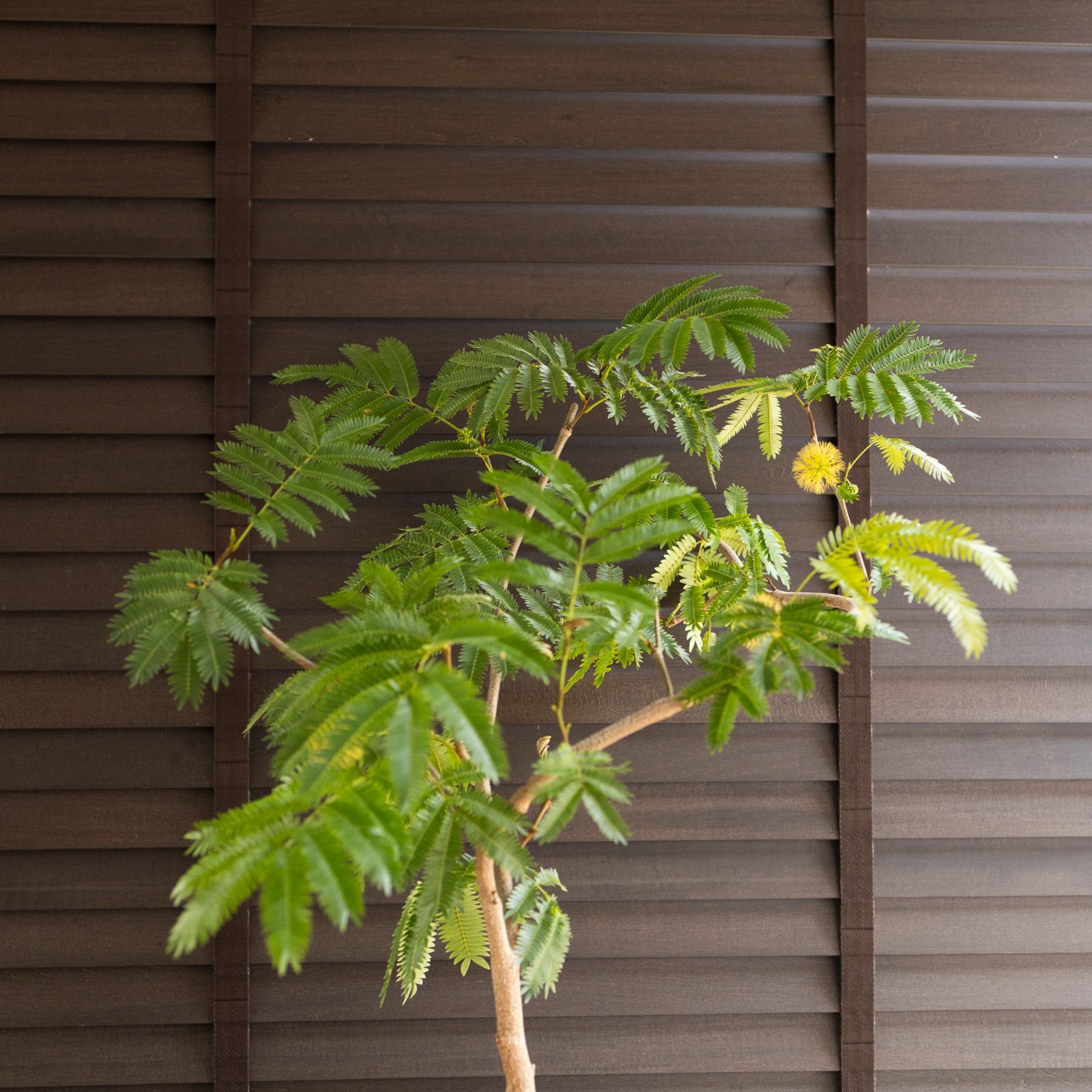 ☆ エバーフレッシュ 沖縄産♪ 163cm 曲がり仕立て♪ ☆ エバーフレッシュ 沖縄産♪ 163cm 曲がり仕立て♪ 逸品！沖縄