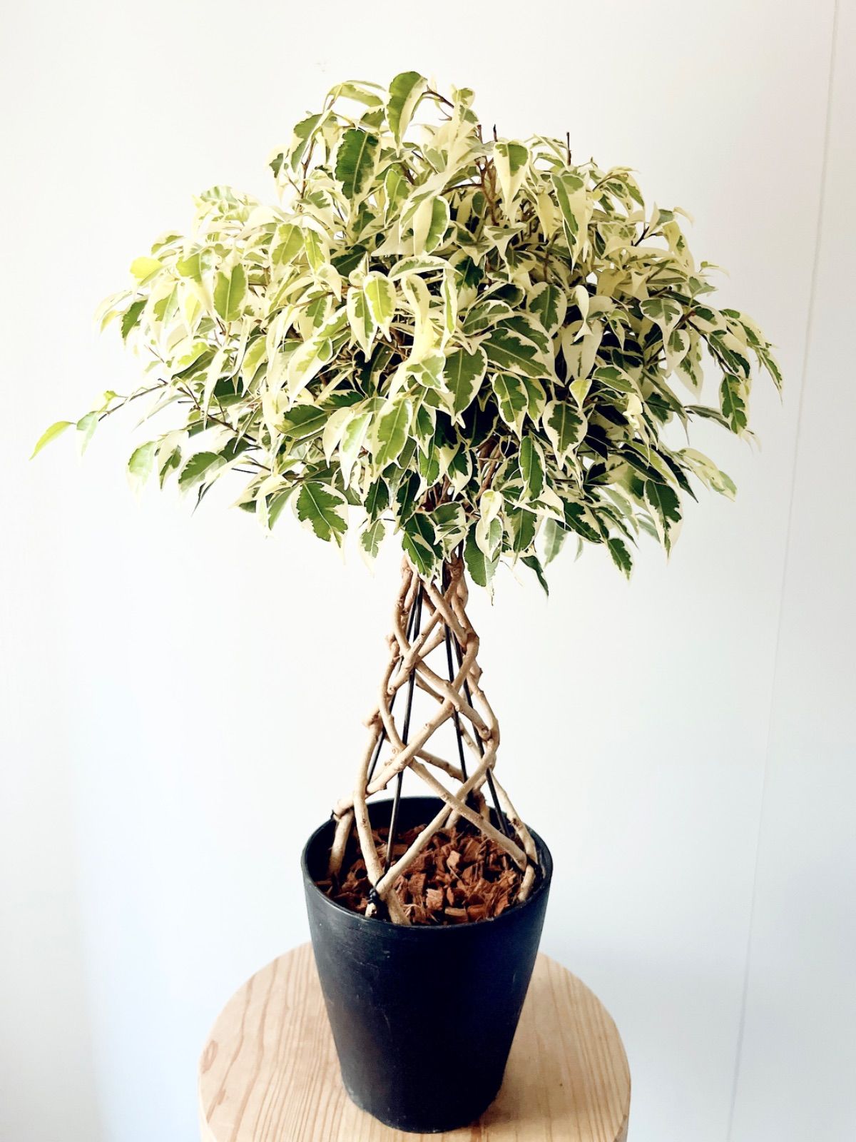 現品のみ】フィカス ベンジャミン スターライト 8本編み 観葉植物 室内