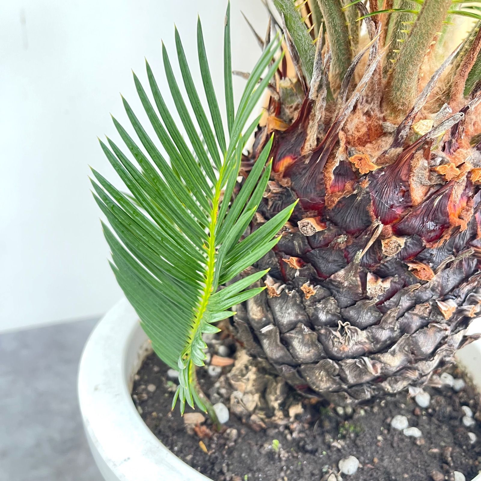 現品 ドライガーデン