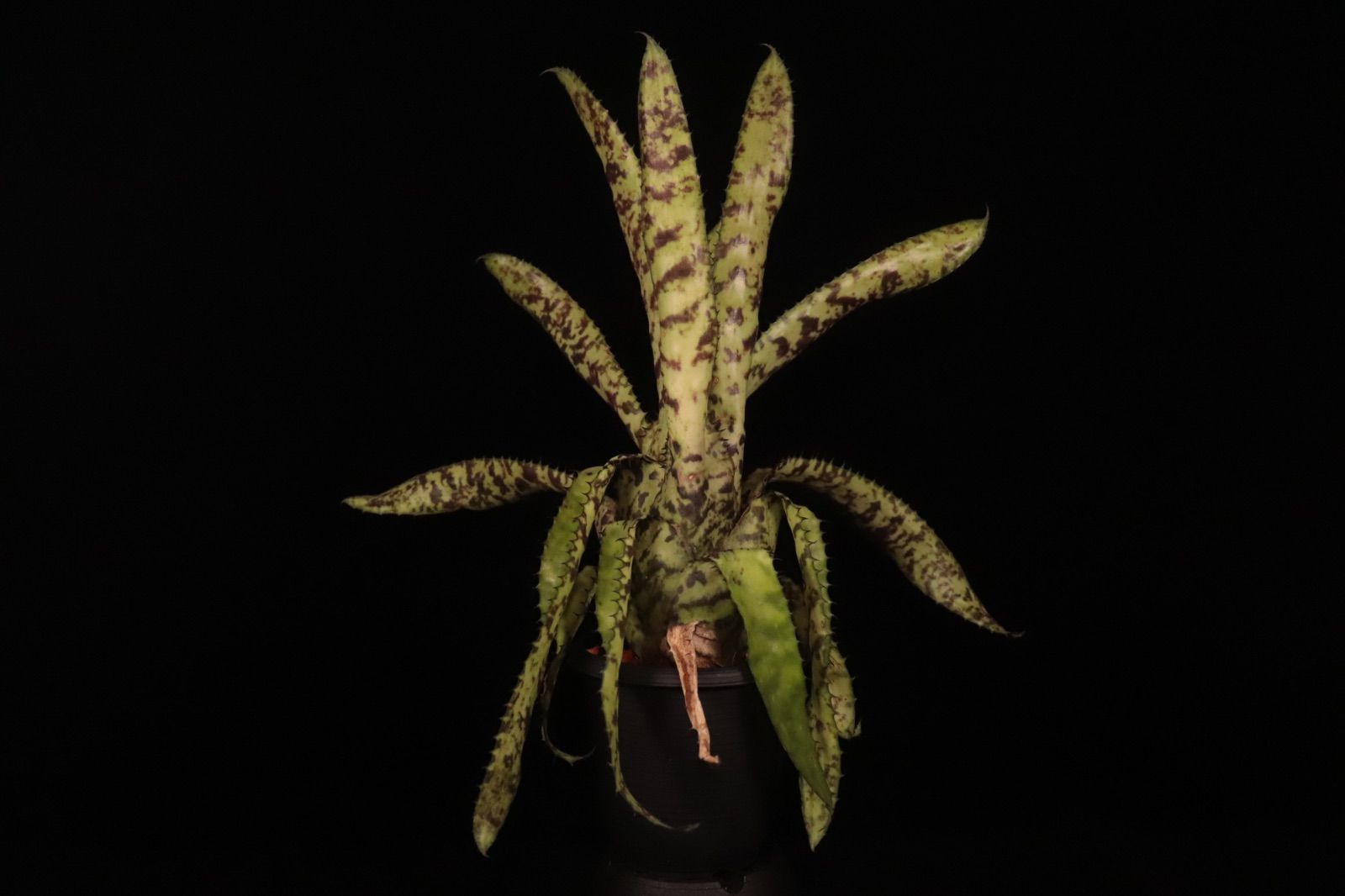 Billbergia 'Limestone' ビルベルギア ライムストーン 子株付き