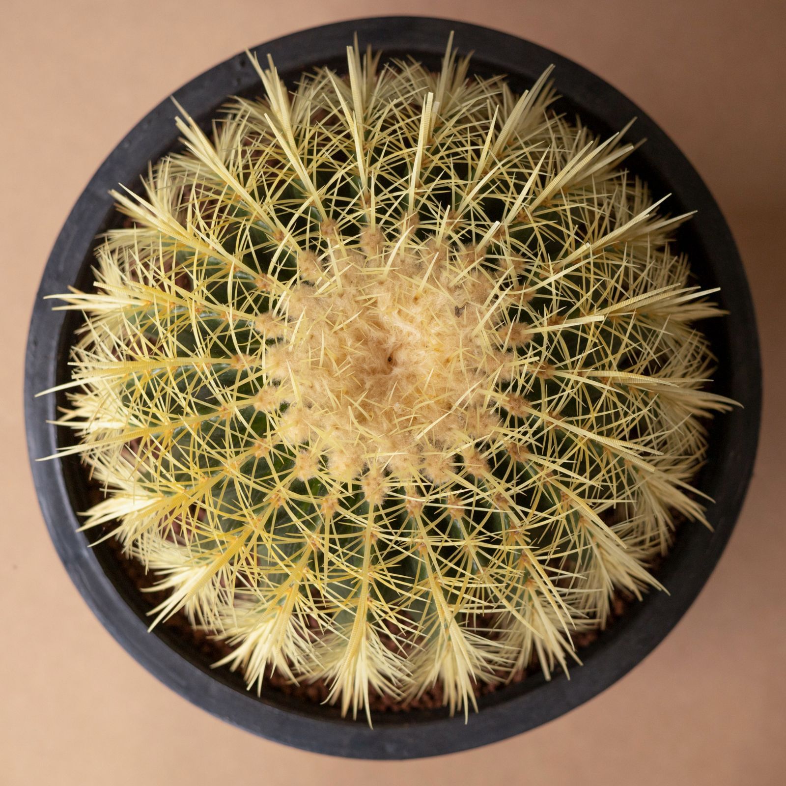 セール開催中⭐︎キンシャチ⭐︎金鯱12号⭐︎ 36cmセーナリー鉢 セール開催中⭐︎キンシャチ⭐︎金鯱12号⭐︎ 36cmセーナリー鉢