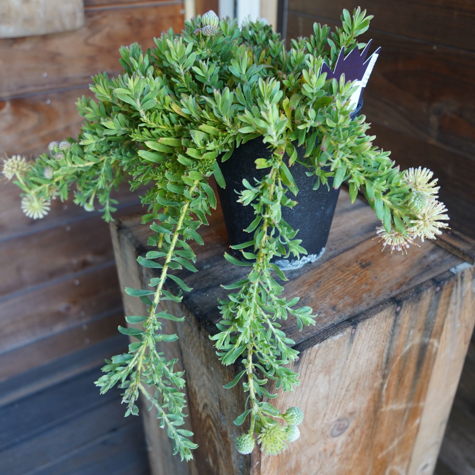 現物】バンクシア ”エリシフォリア” (ヒースバンクシア) D オージ