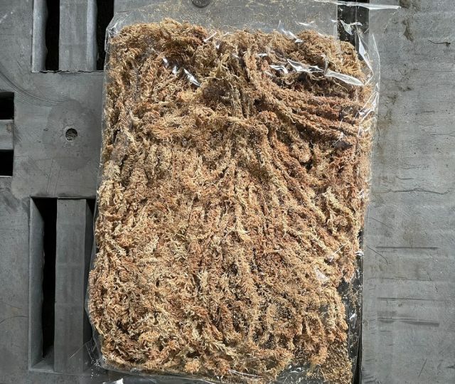 超 レイヤー100g