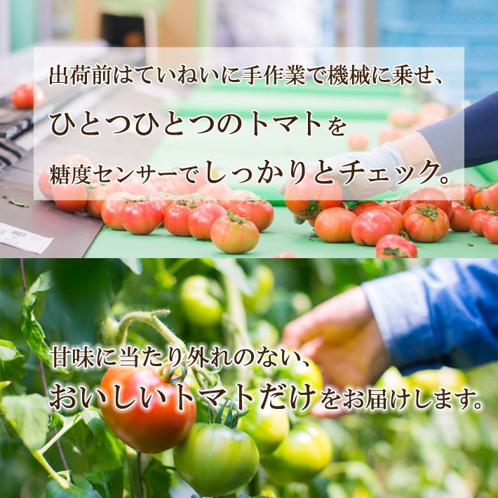宮崎県産　フルーツトマト　1kg入　24玉から9玉-1