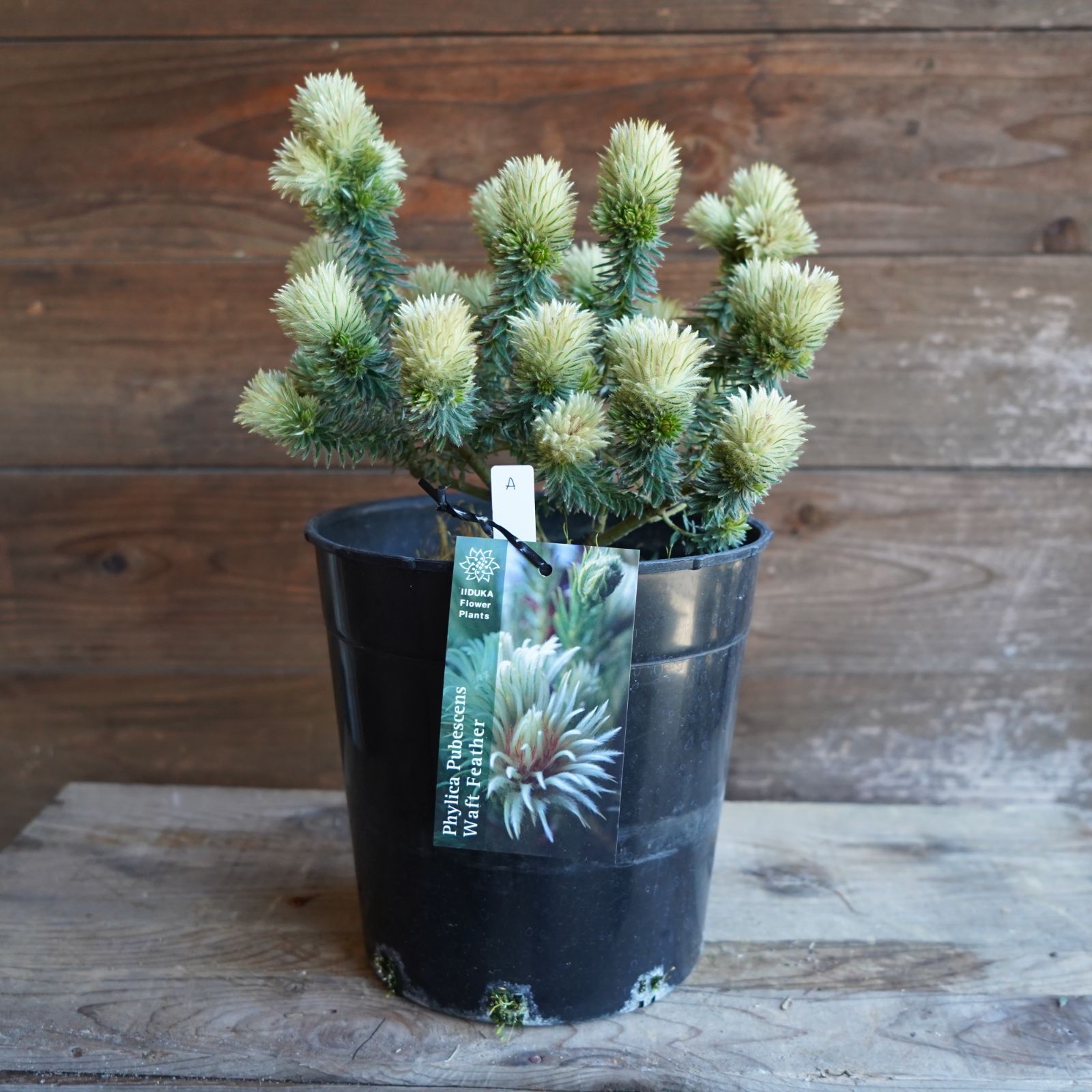 フィリカ プベッセンス ワフトフェザー 7号 A オージープランツ 現物