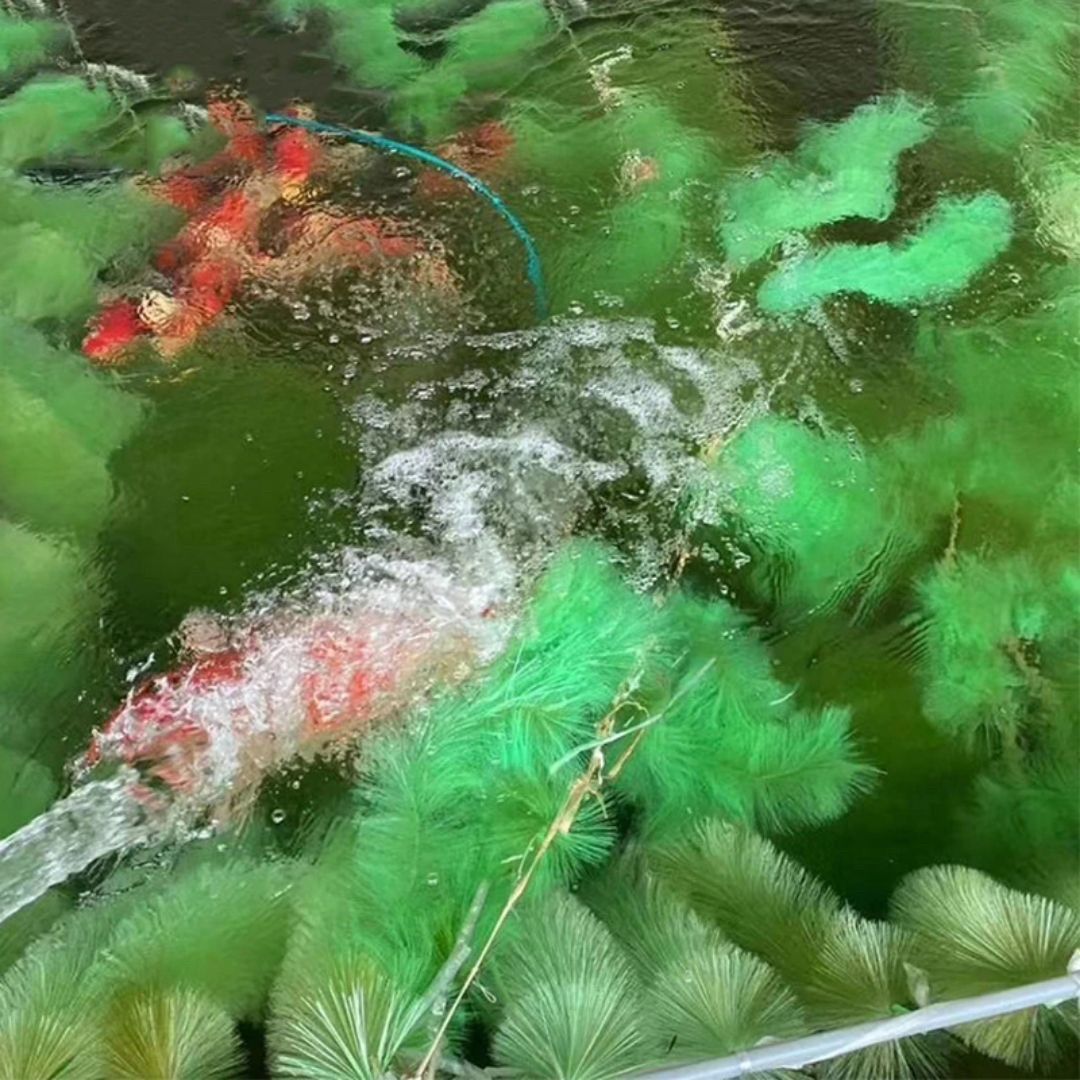 繁殖 プレゼント