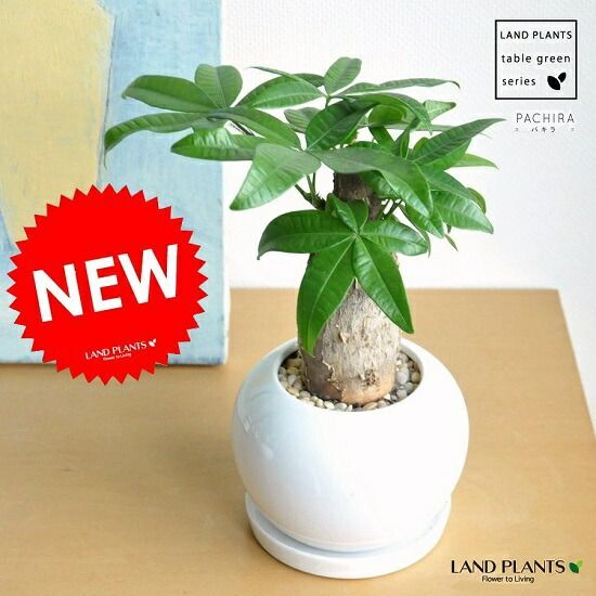 日本ワインセット 山田堂、マルメガネ、BOW!、ランセッカ