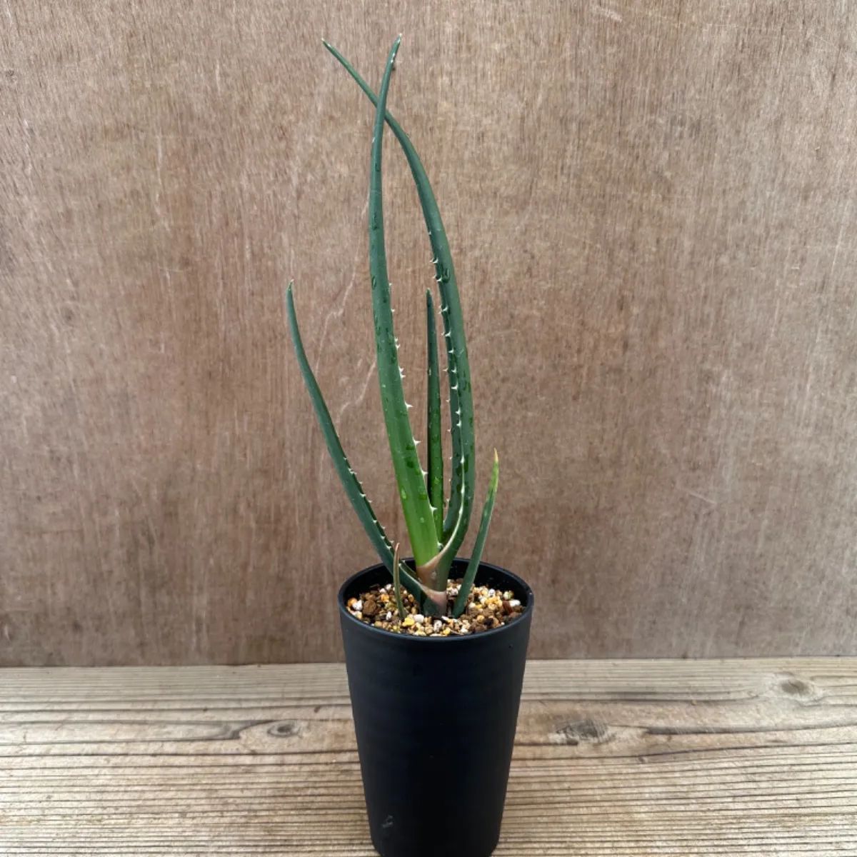 アロエ バーベラエ ② Aloe barberae キジカクシ科 ツルボラン亜科 アロエ属 現品 多肉植物 観葉植物 雑貨 おすすめ インテリア 植物  プレゼント おしゃれ かわいい グリーン 医者いらず - メルカリ