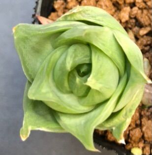 多肉植物 ハオルチア ラモサ 抜き苗 2点セット - メルカリ