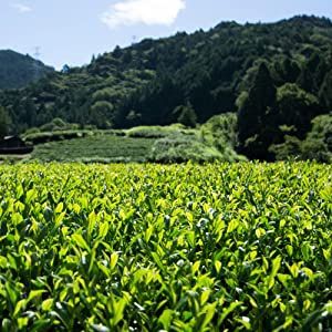 訳あり静岡茶100g×6本 茎入茶葉 日本茶 お茶 緑茶 2022年産-6