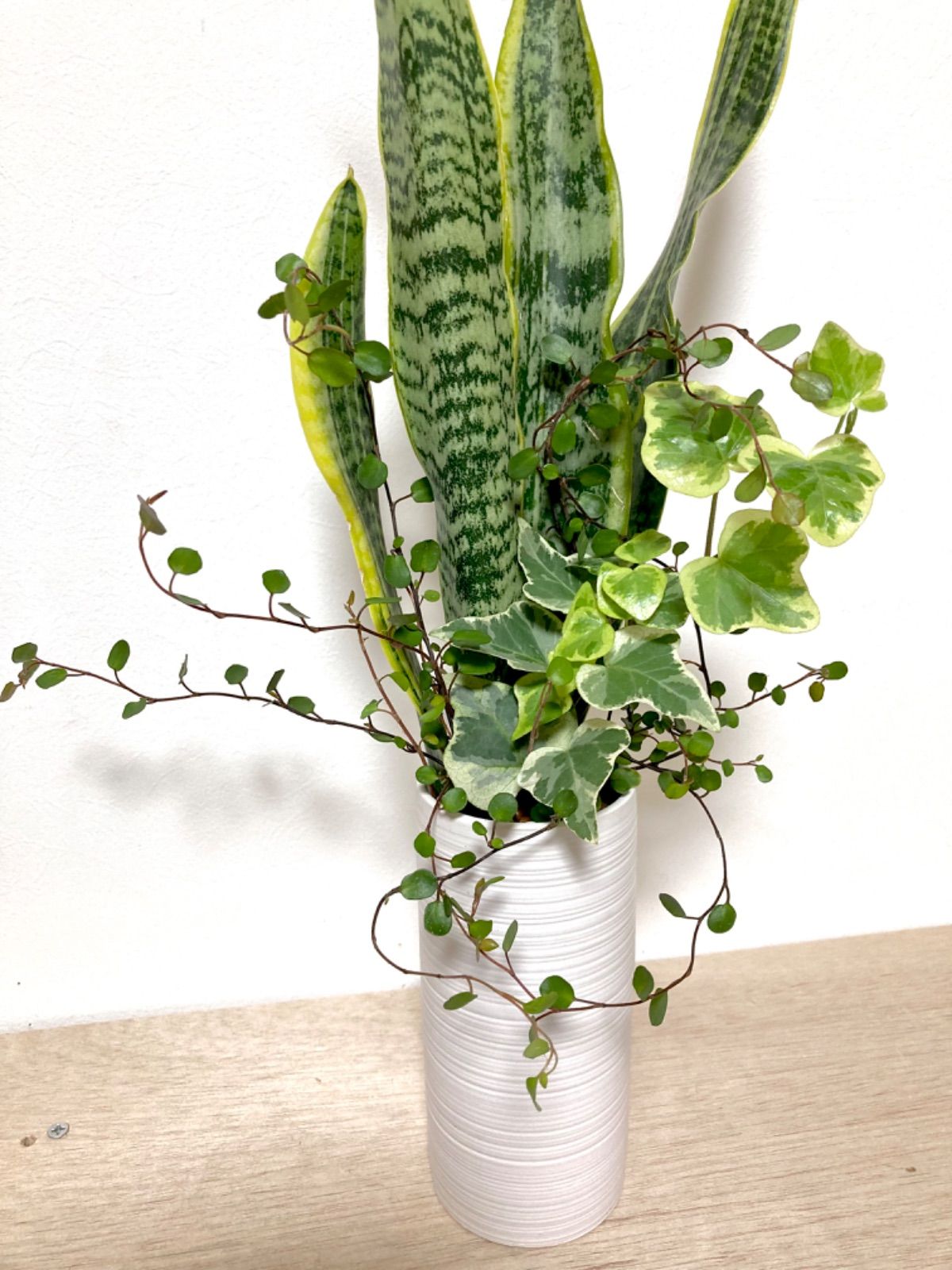 メルカリshops サンセベリア ヘデラ ワイヤープランツ ３種寄せ植え ハイドロカルチャー