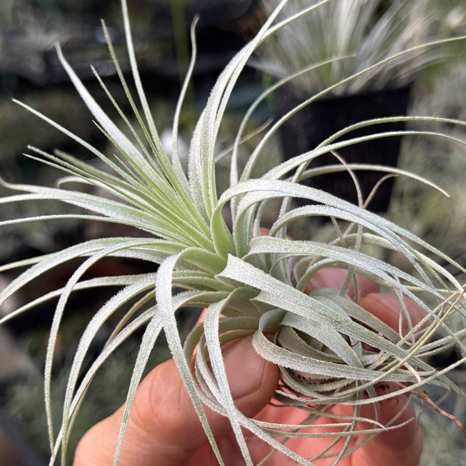 チランジア チャペウエンシス Tillandsia chapeuensis＊エアプランツ フラワーショップ江口
