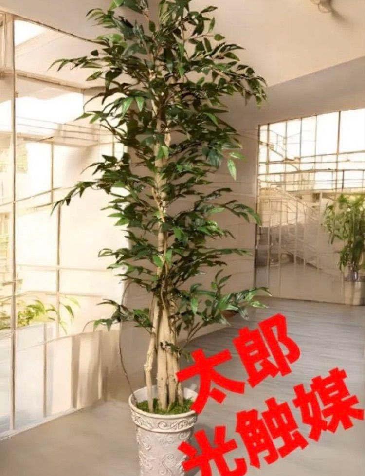 光触媒 人工観葉植物 ウォールグリーン フェイクグリーン イタリアンベンジャミン17075 admjg