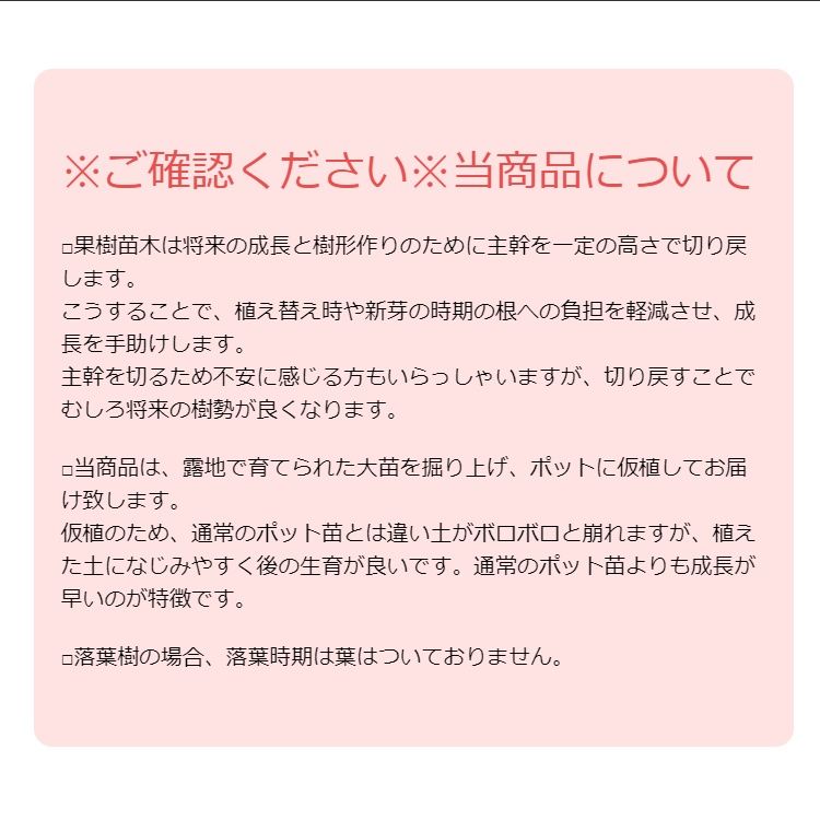 苗/苗木 【5本セット】 2年生苗・河内晩柑・中晩柑 樹高0.6m前後 15cmポット 大苗 苗木 1本で実がなる苗 苗 柑橘 素掘りポット苗 果樹苗  果樹 果樹園用 植木 木 kc 5本 5 - メルカリ