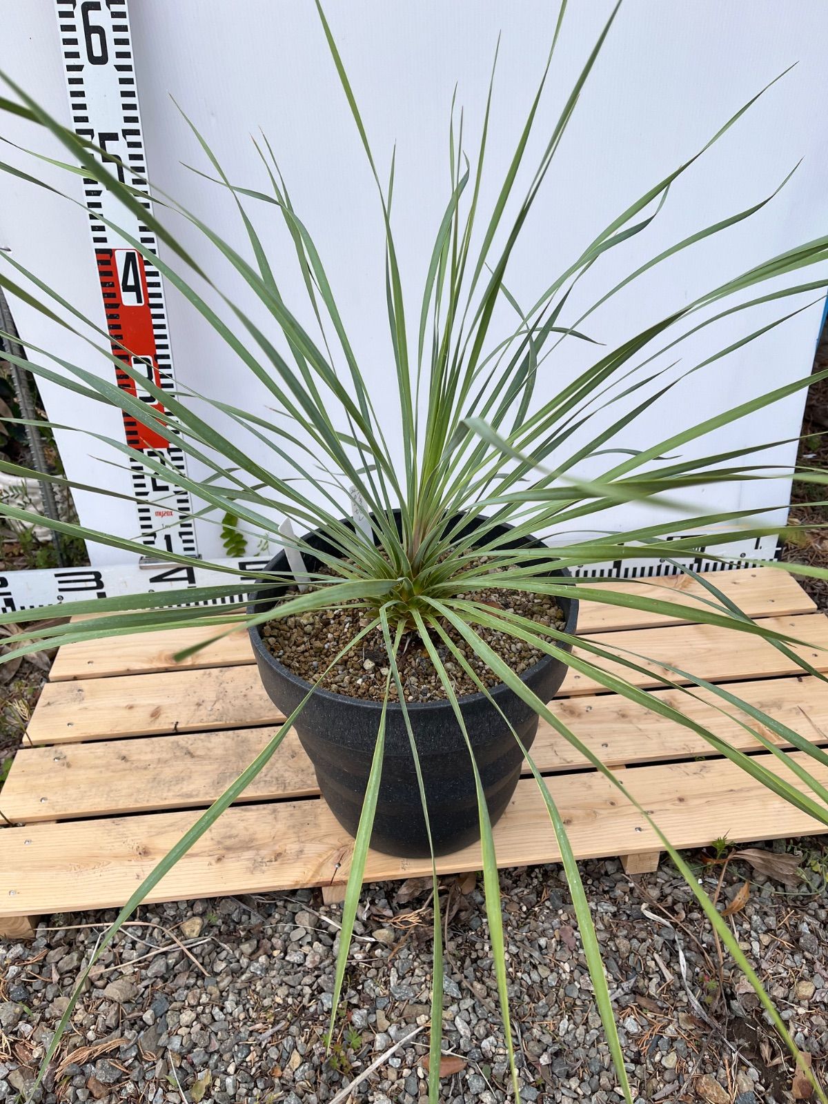 ロストラータ　サファイアスカイズ　８号　実生　観葉植物 ユッカ ロストラータ サファイアスカイズ 8号 ユッカ