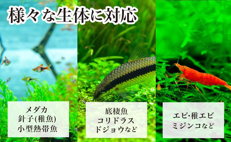 微生物の素 （ シュリンプの餌 メダカの餌 針子 稚魚 金魚 のエサ