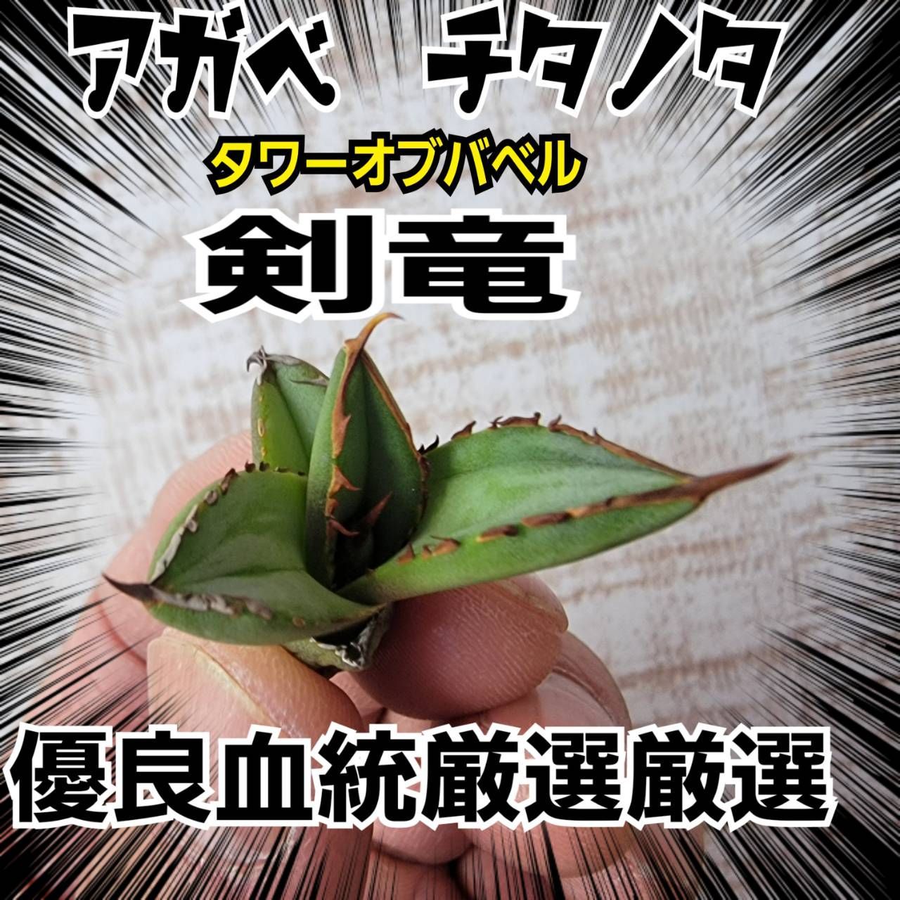 アガベ チタノタ 剣竜 タワーオブバベル 強棘 優良血統子株 縦に成長