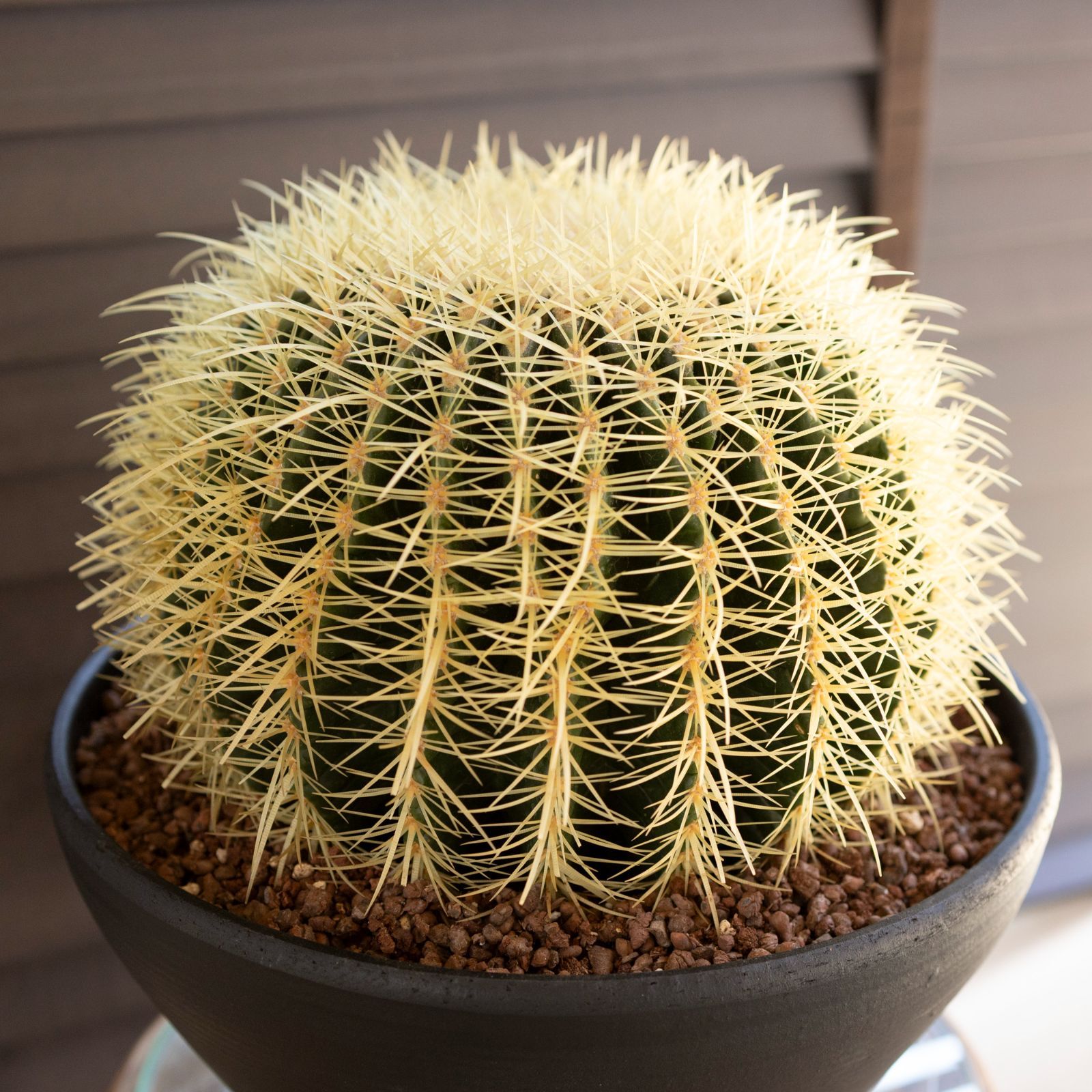 30cm