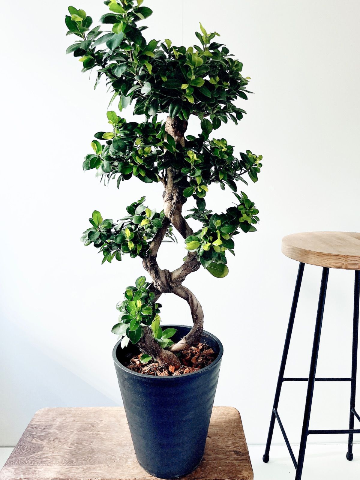 再入荷 八の字 パンダガジュマル シンボルツリー 観葉植物 calm cafe