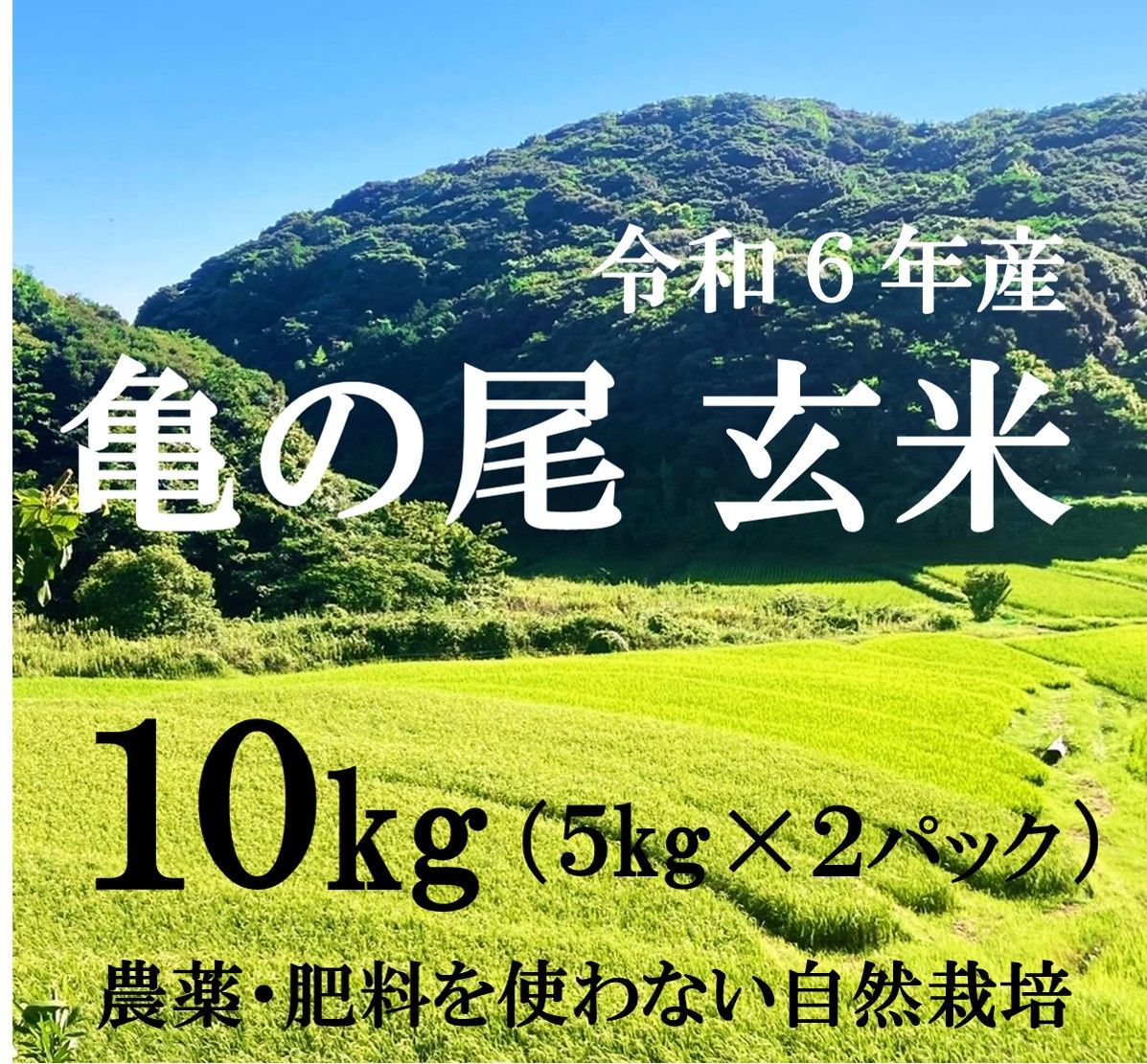秋田県産亀の尾玄米10キロ 農薬不使用 秋田県産亀の尾玄米10キロ 農薬不使用