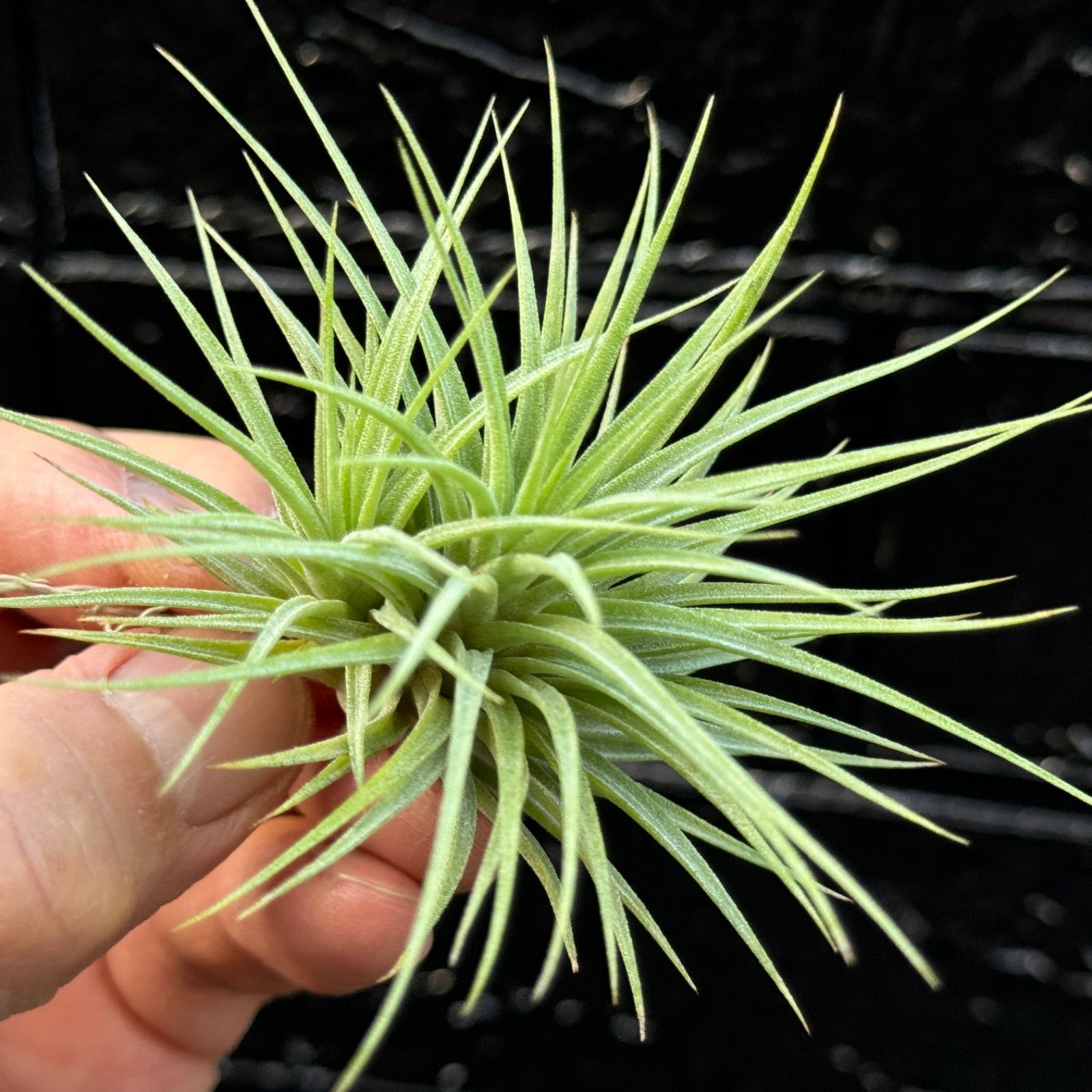 チランジア イオナンタ ファットボーイ Tillandsia ionantha Fat