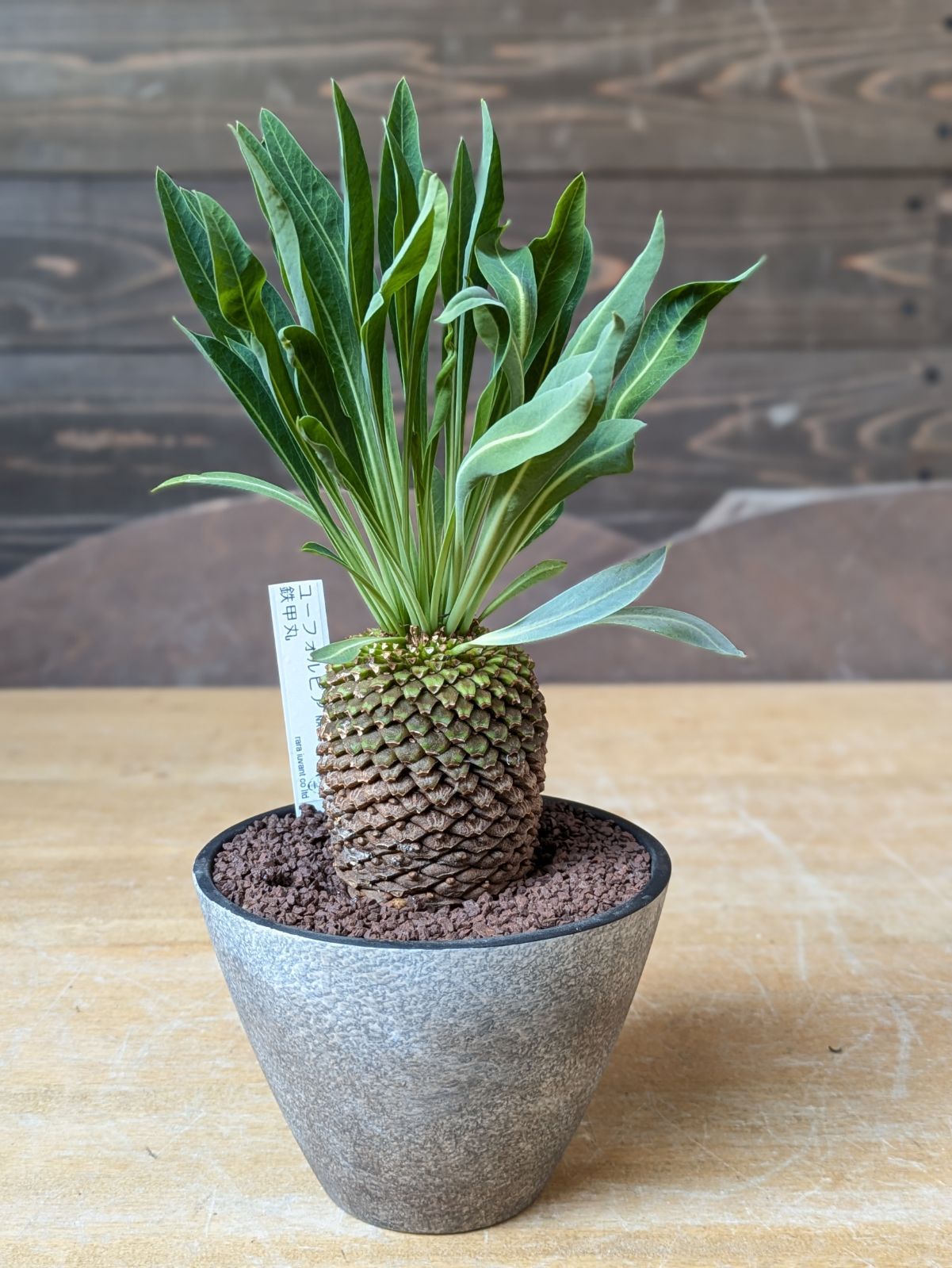 ユーフォルビア 鉄甲丸 【 現品 】大株 鉢のまま発送 - メルカリ