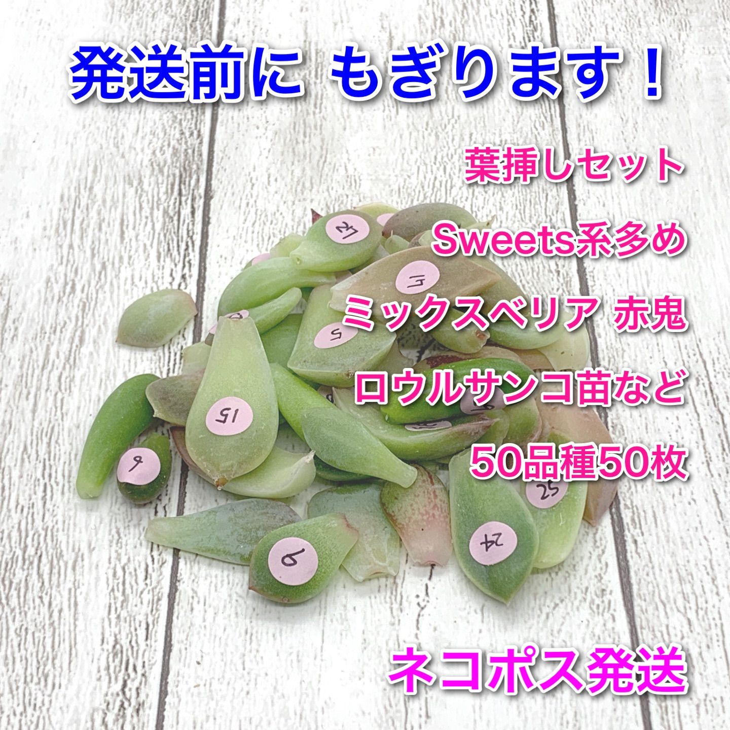 葉挿し用葉 3枚セット 白蛇伝葉挿し用葉 3枚セット