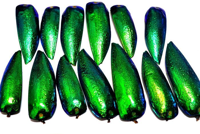 ミドリフトタマムシ タマムシ - 羽 タイ産 羽根 30枚 メルカリ 昆虫の