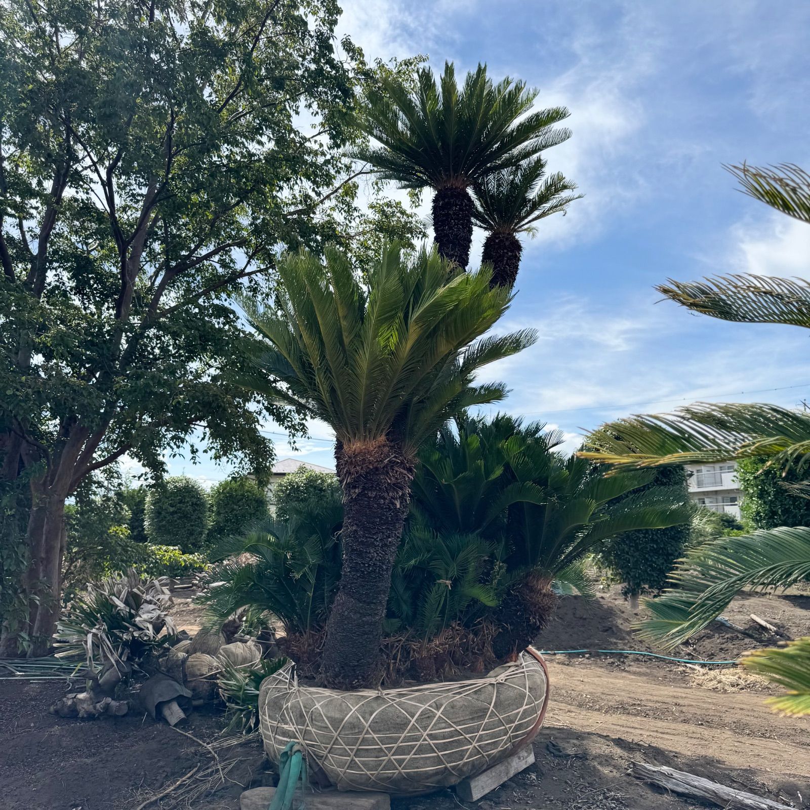 特大】4m ソテツ - メルカリ