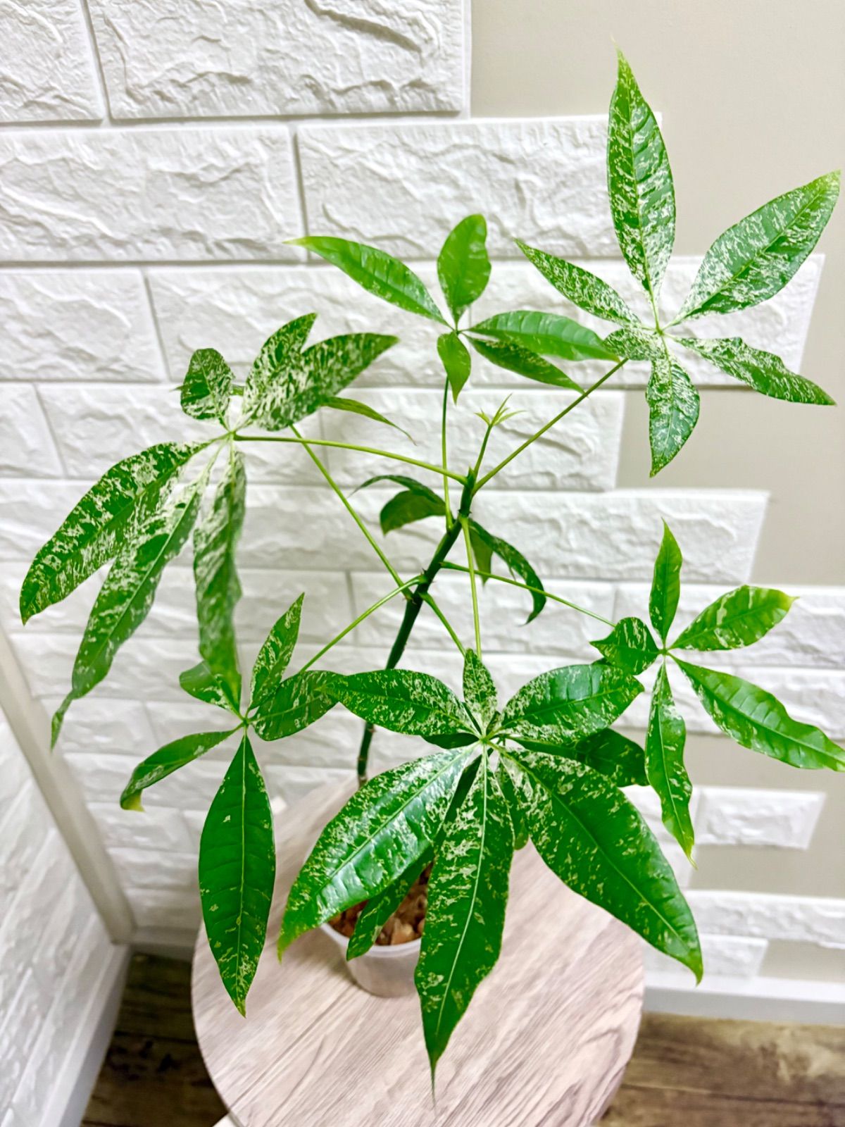 パキラ ミルキーウェイ 2 現品】パキラ・ミルキーウェイ8号黒鉢（2）