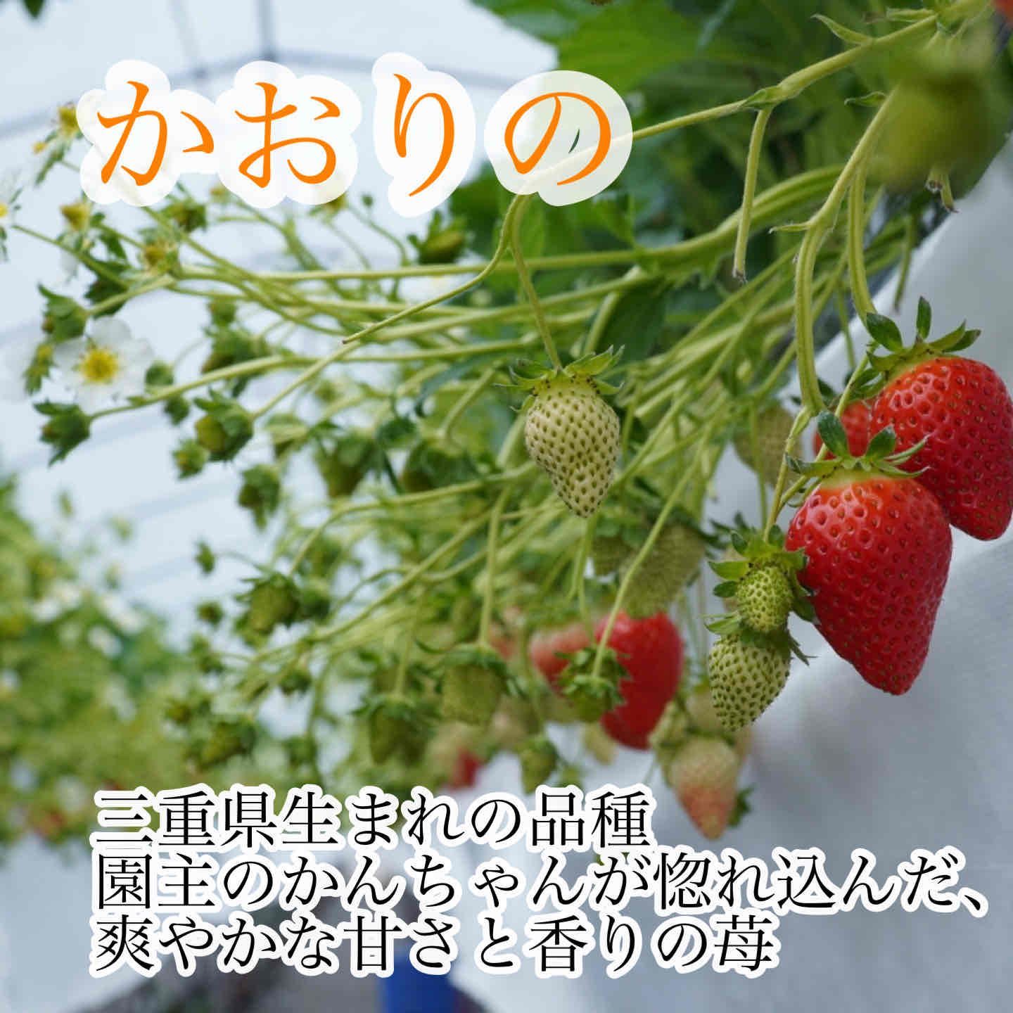 新鮮朝採りいちご