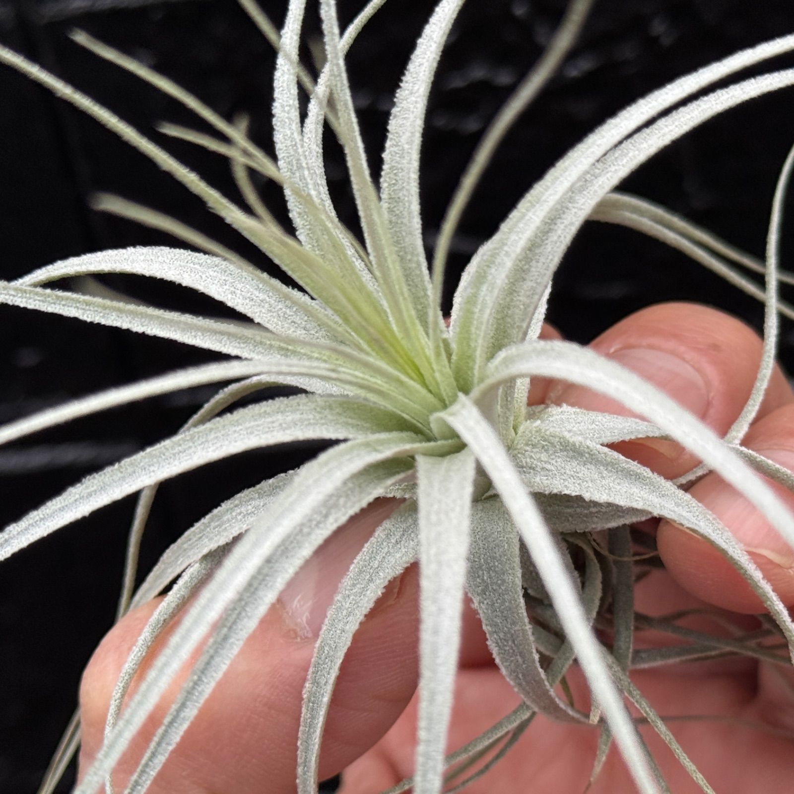 レア⭐︎ チランジア ブルボーサ アルバ エアプランツ 現品