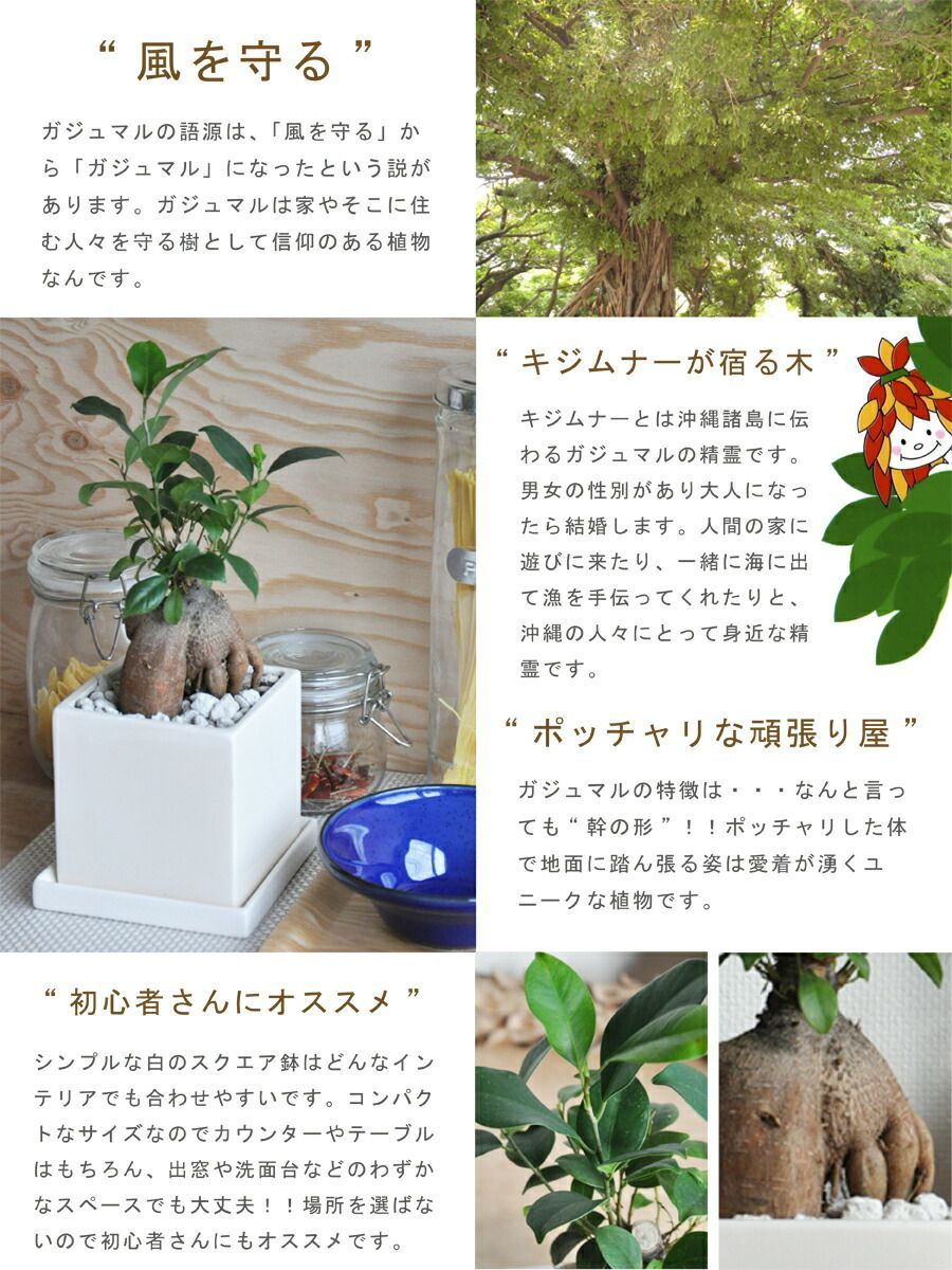 ガジュマル （幹太タイプ） セメント キューブ 陶器鉢 灰色 Sサイズ