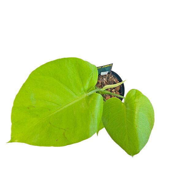 UJ モンステラ ゴールドリーフ 4号 アーバンジャングル フルムーン