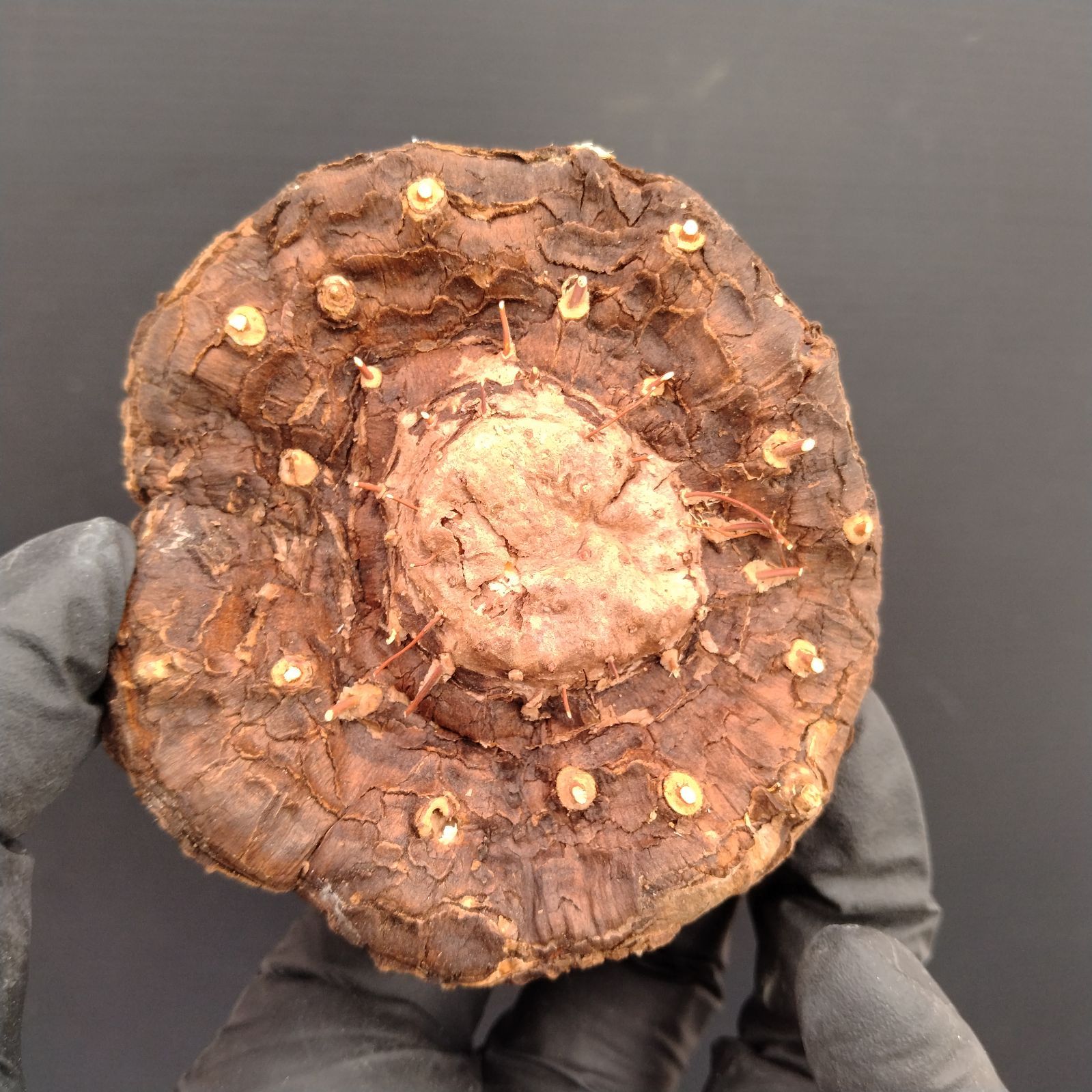 V183【最新到着】Dioscorea Mexicana メキシコ亀甲竜（現地球