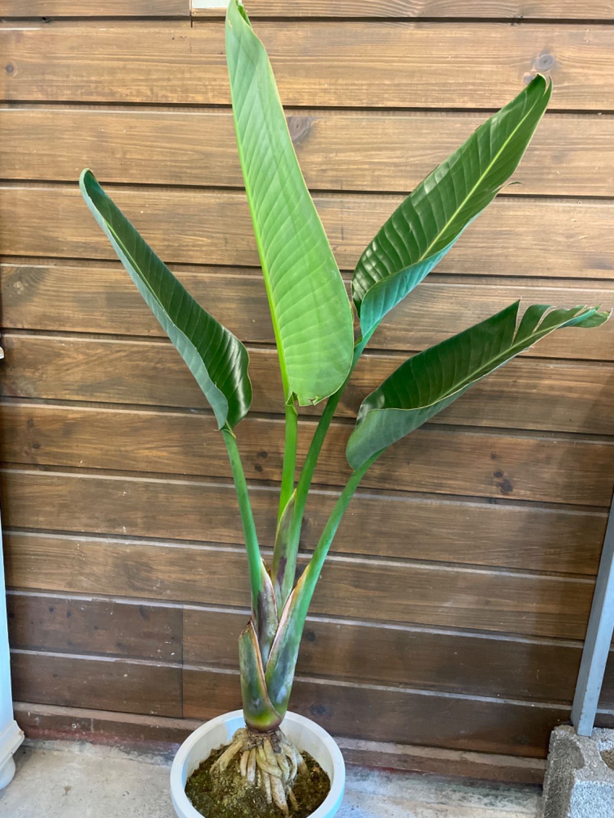 観葉植物 オーガスタ 根上がり 希少 観葉植物 オーガスタ 根上がり 希少