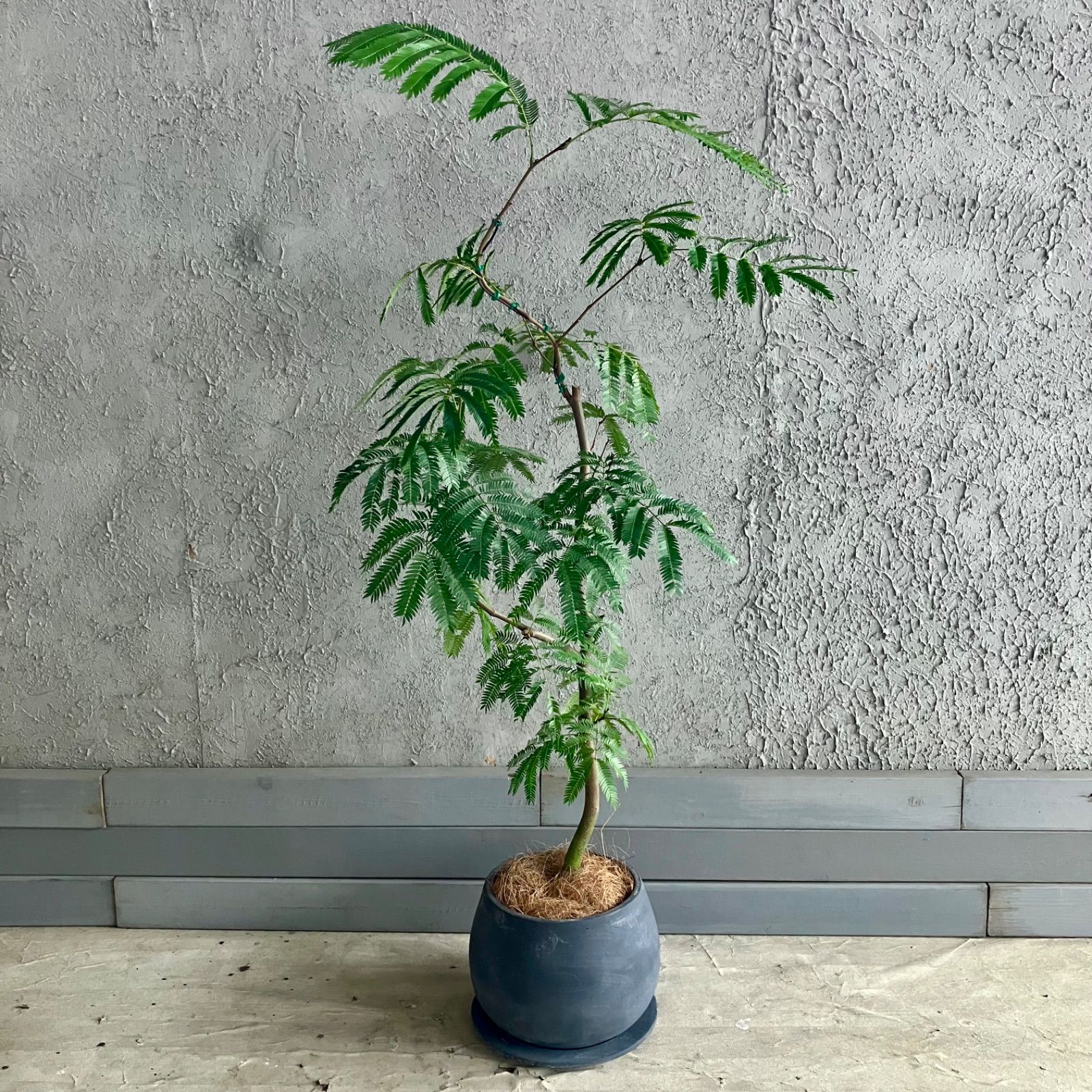 厳選された植物と鉢